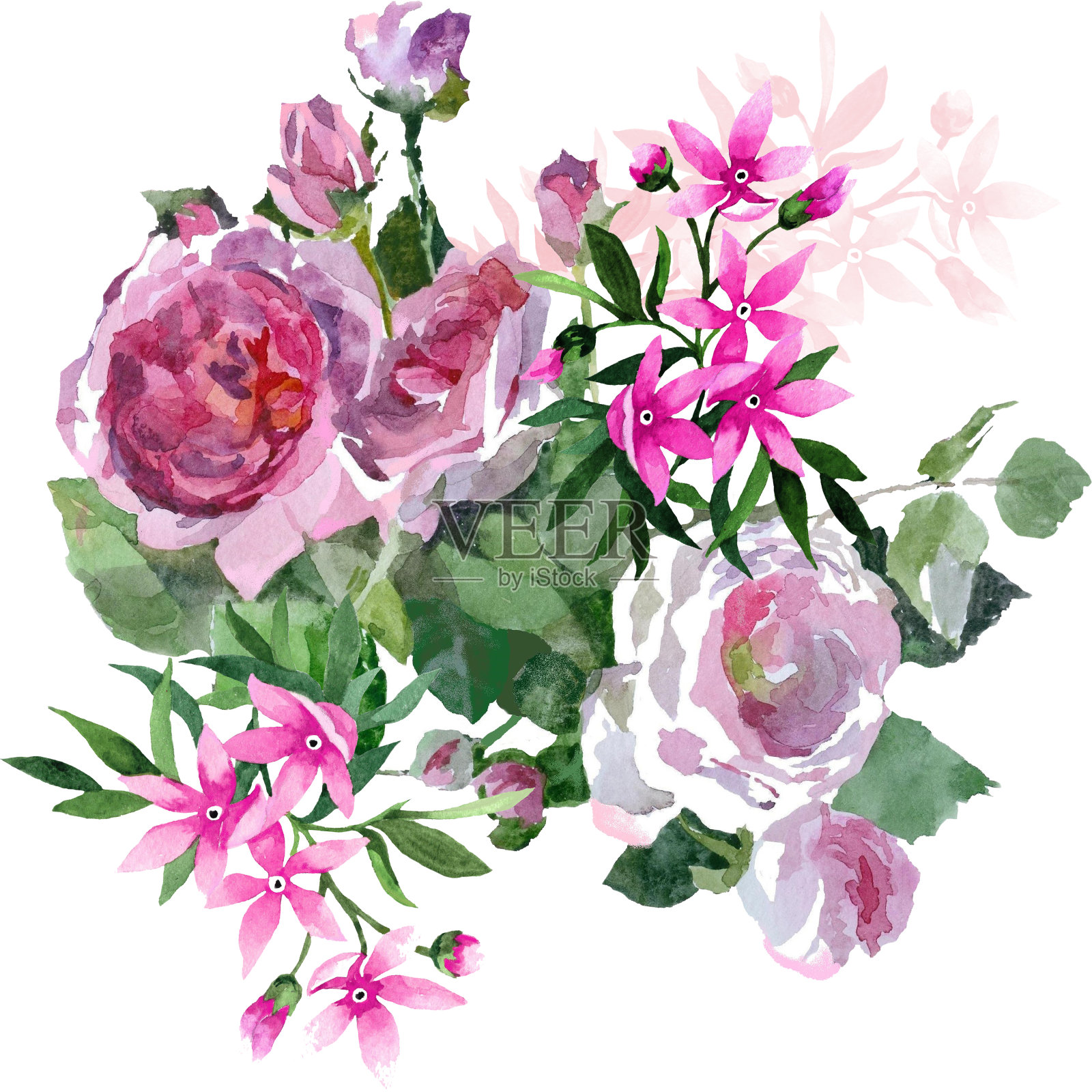 水彩玫瑰和小花预算白色插图。插画图片素材