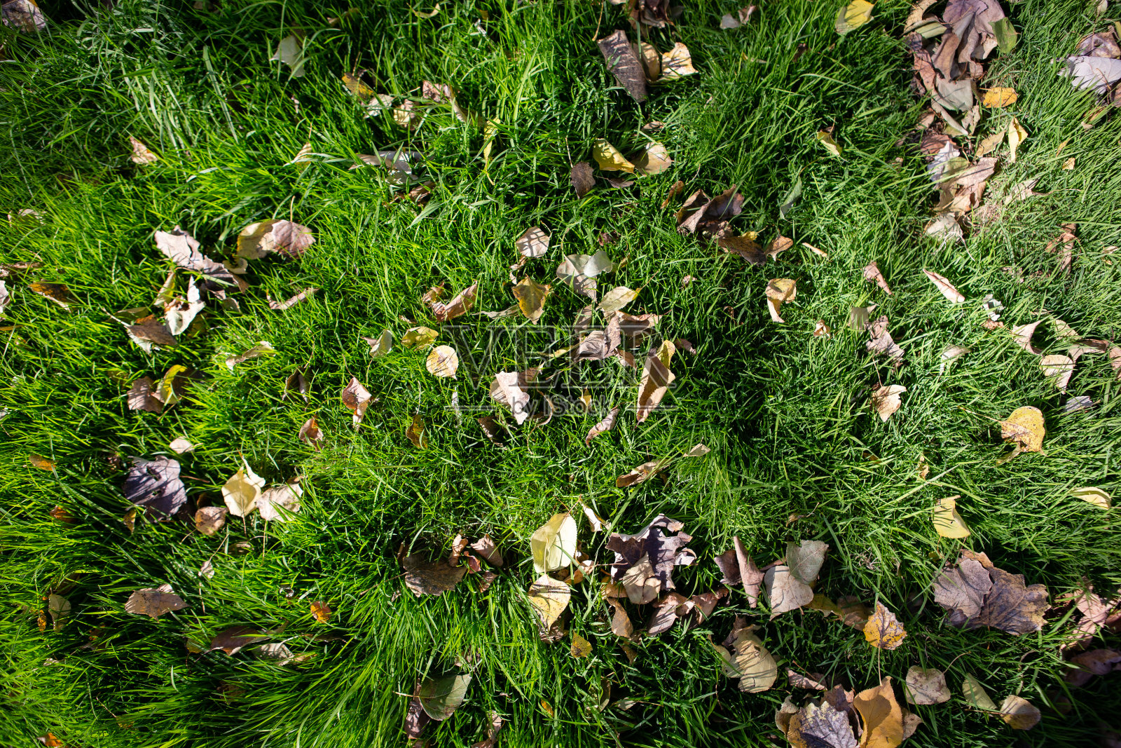 落叶落在草地上照片摄影图片