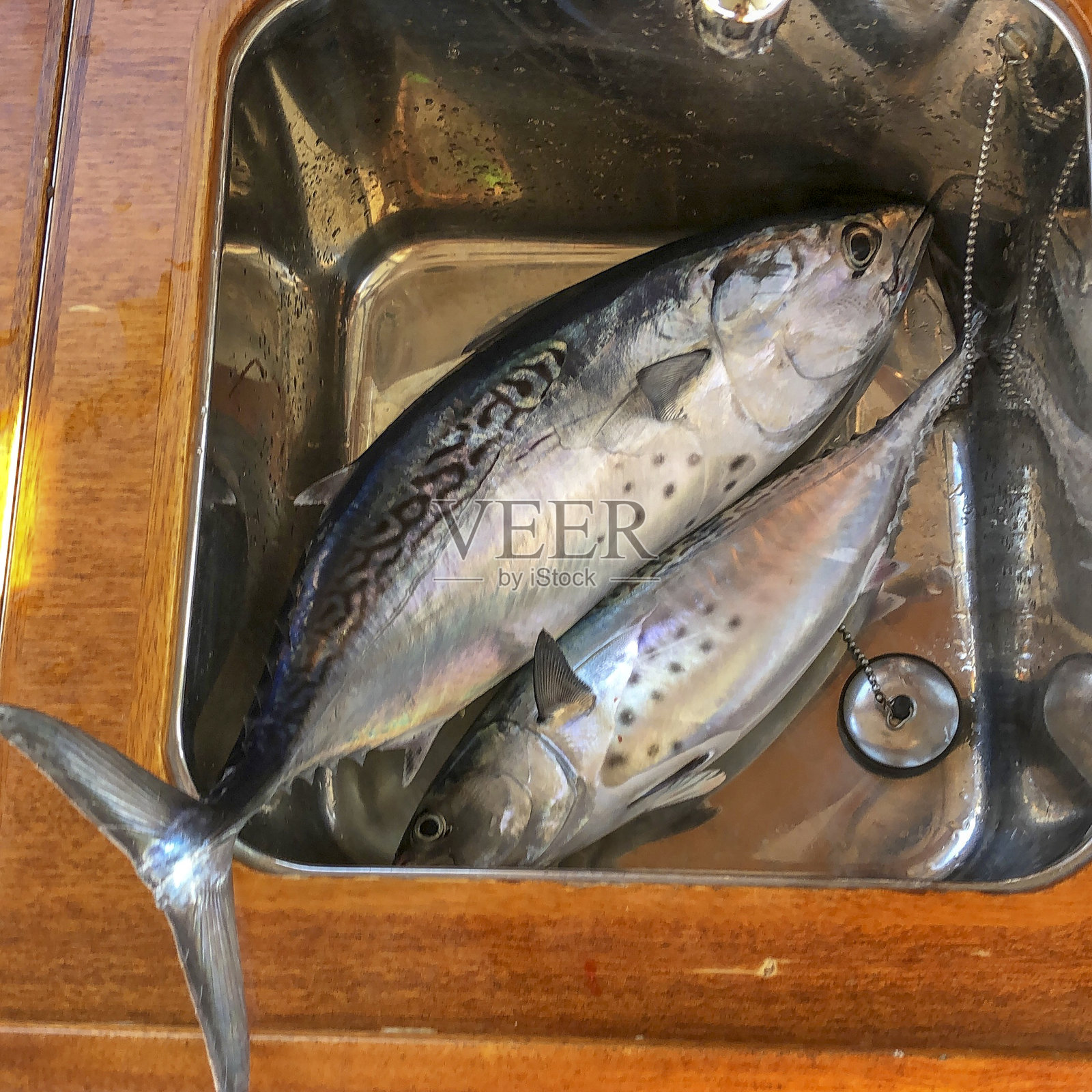 水槽里的金枪鱼照片摄影图片