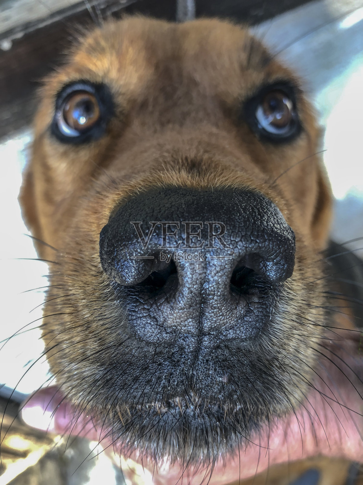 狗的脸照片摄影图片