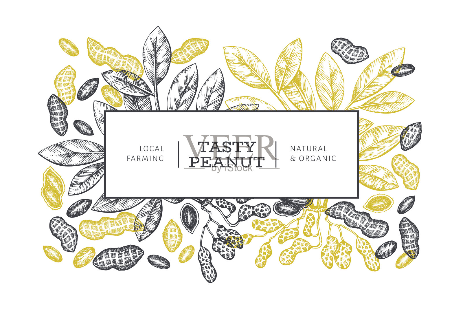 手绘花生枝仁图案插画图片素材