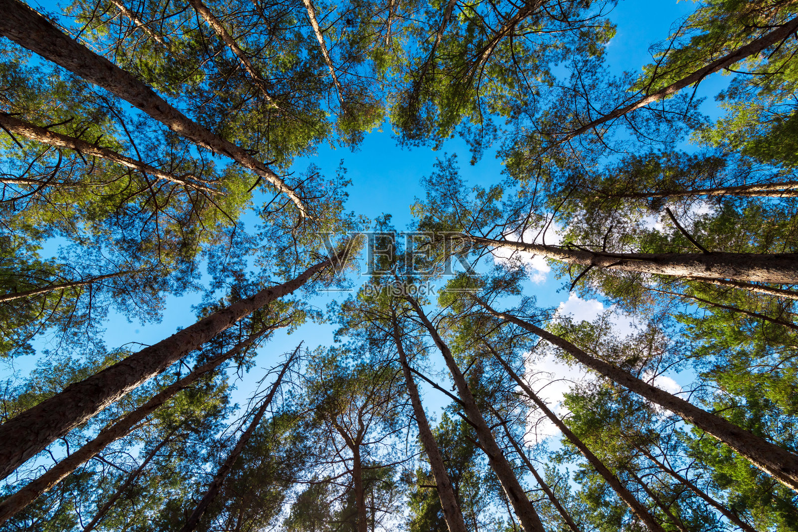 茂密的森林从松树的树干与绿色的针叶从下往上眺望蓝天，生态友好的大自然背景，无人。照片摄影图片