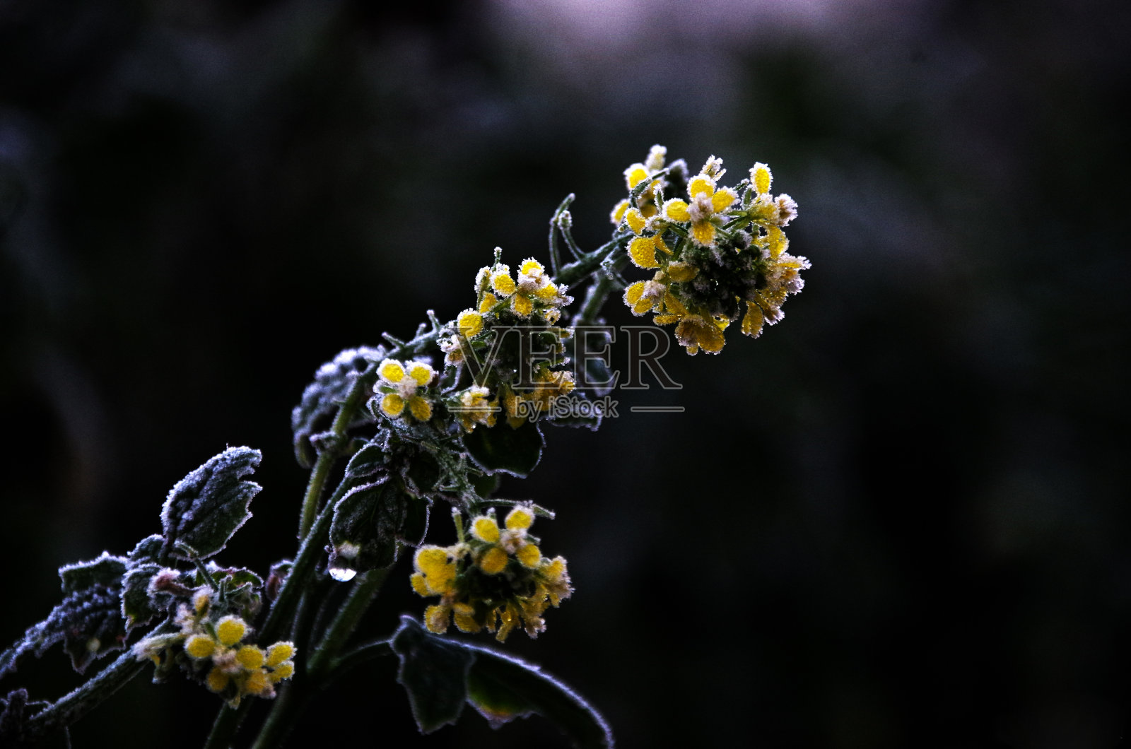 冷冻colsa花照片摄影图片
