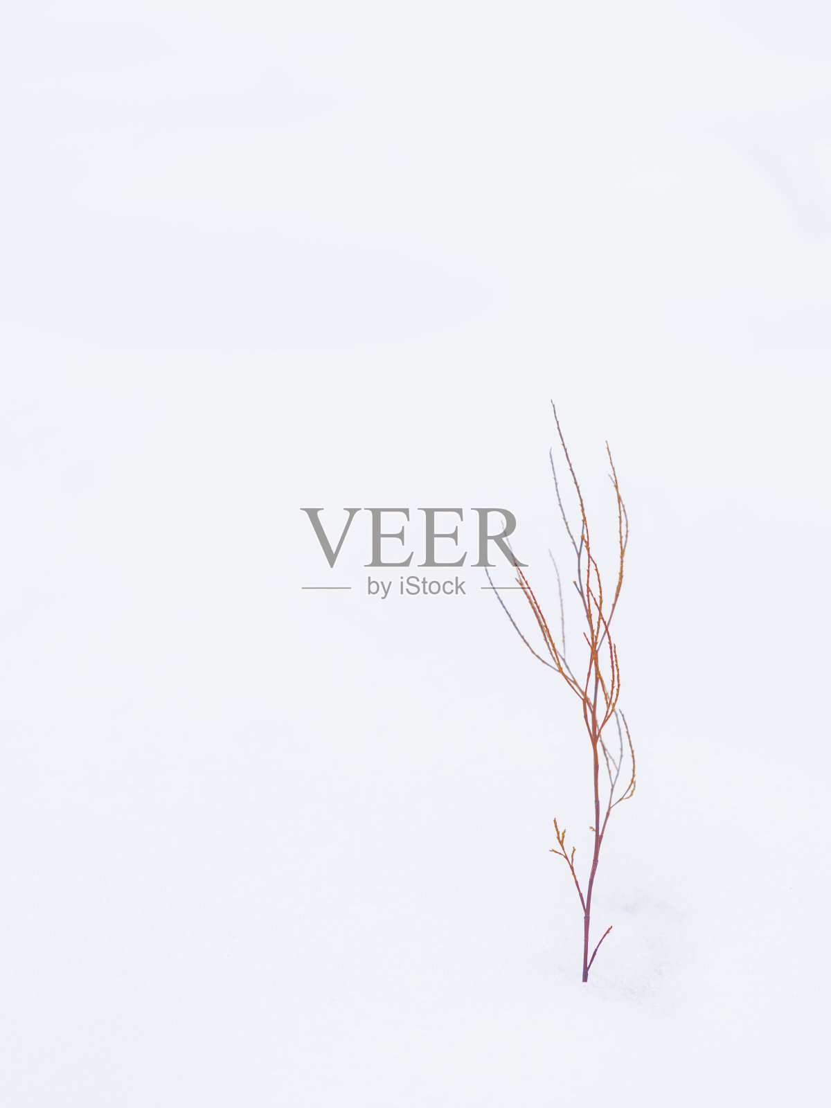 雪中的红色野生小植物照片摄影图片