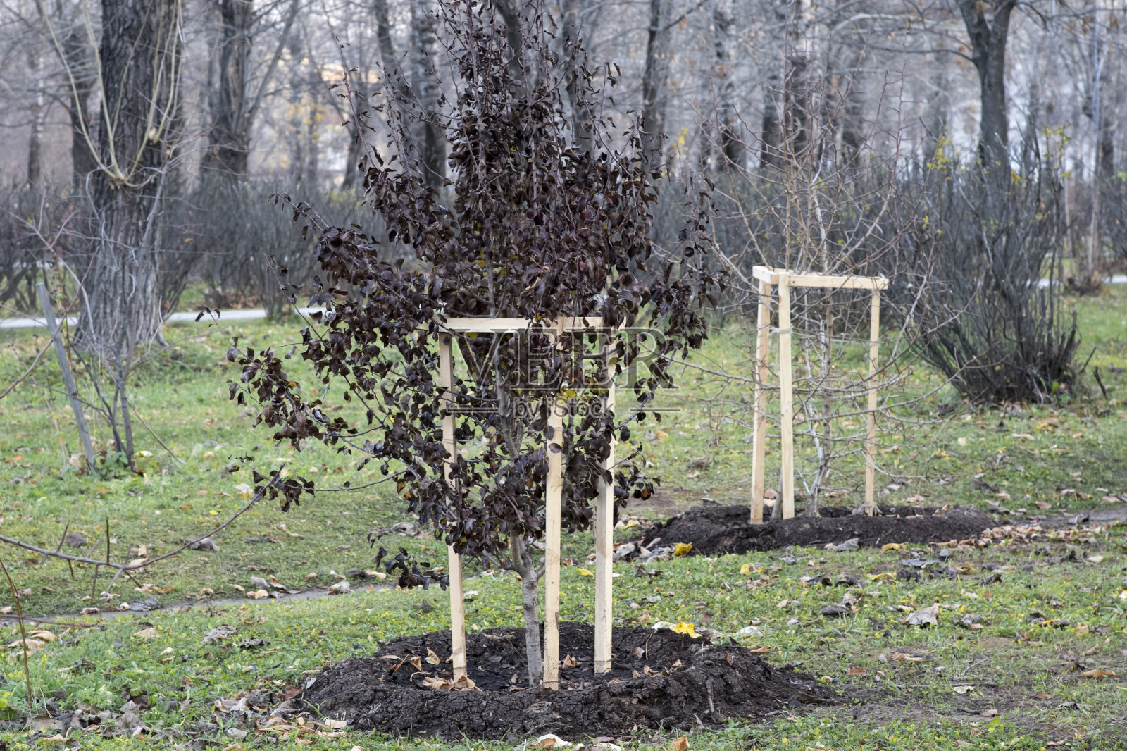 秋天在城市公园种树。照片摄影图片