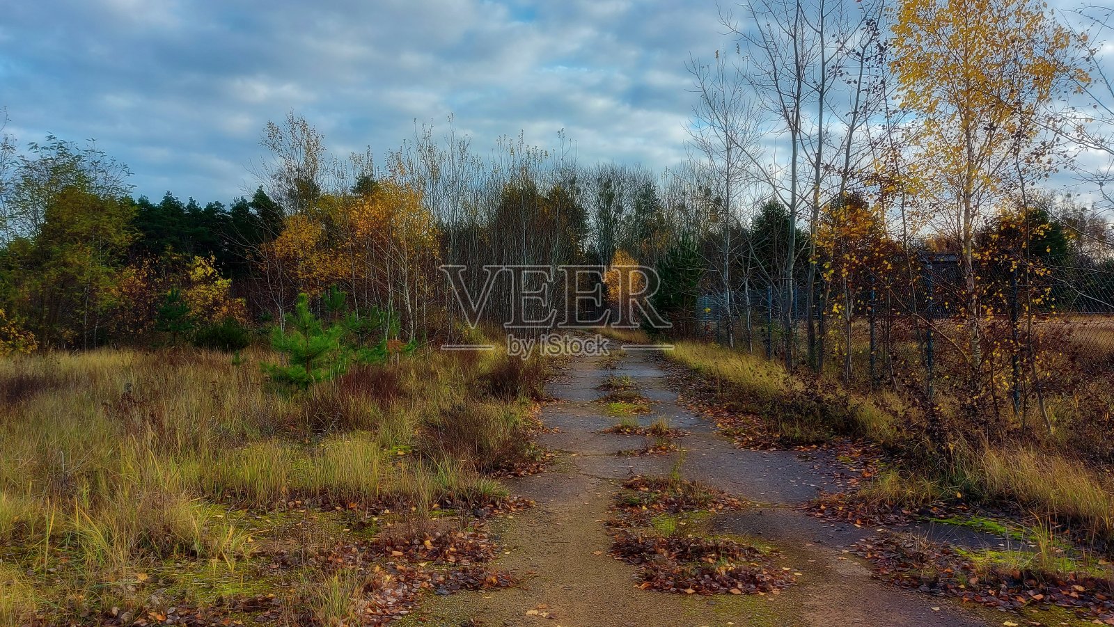 小树林照片摄影图片