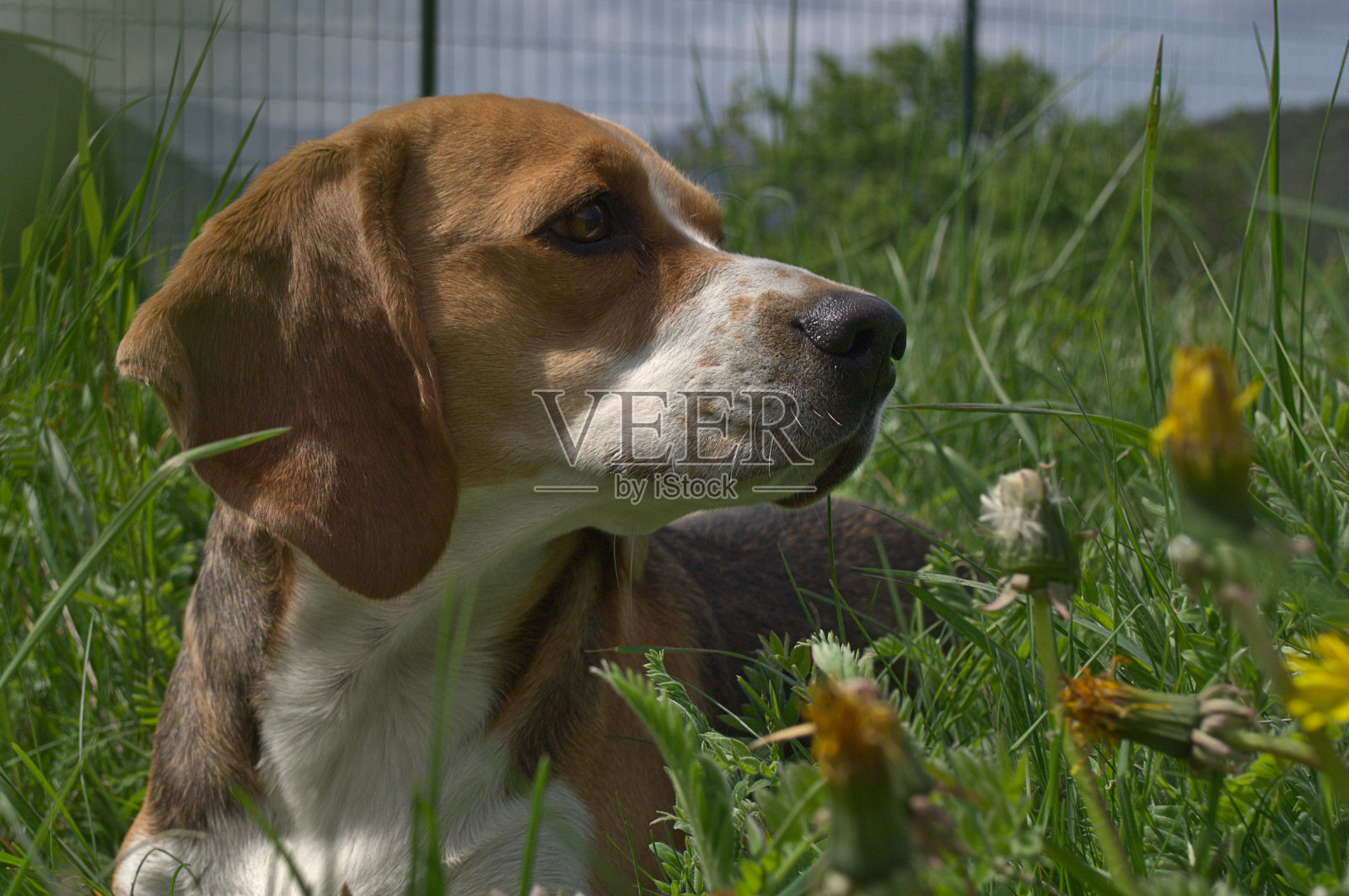 Beaggy小照片摄影图片