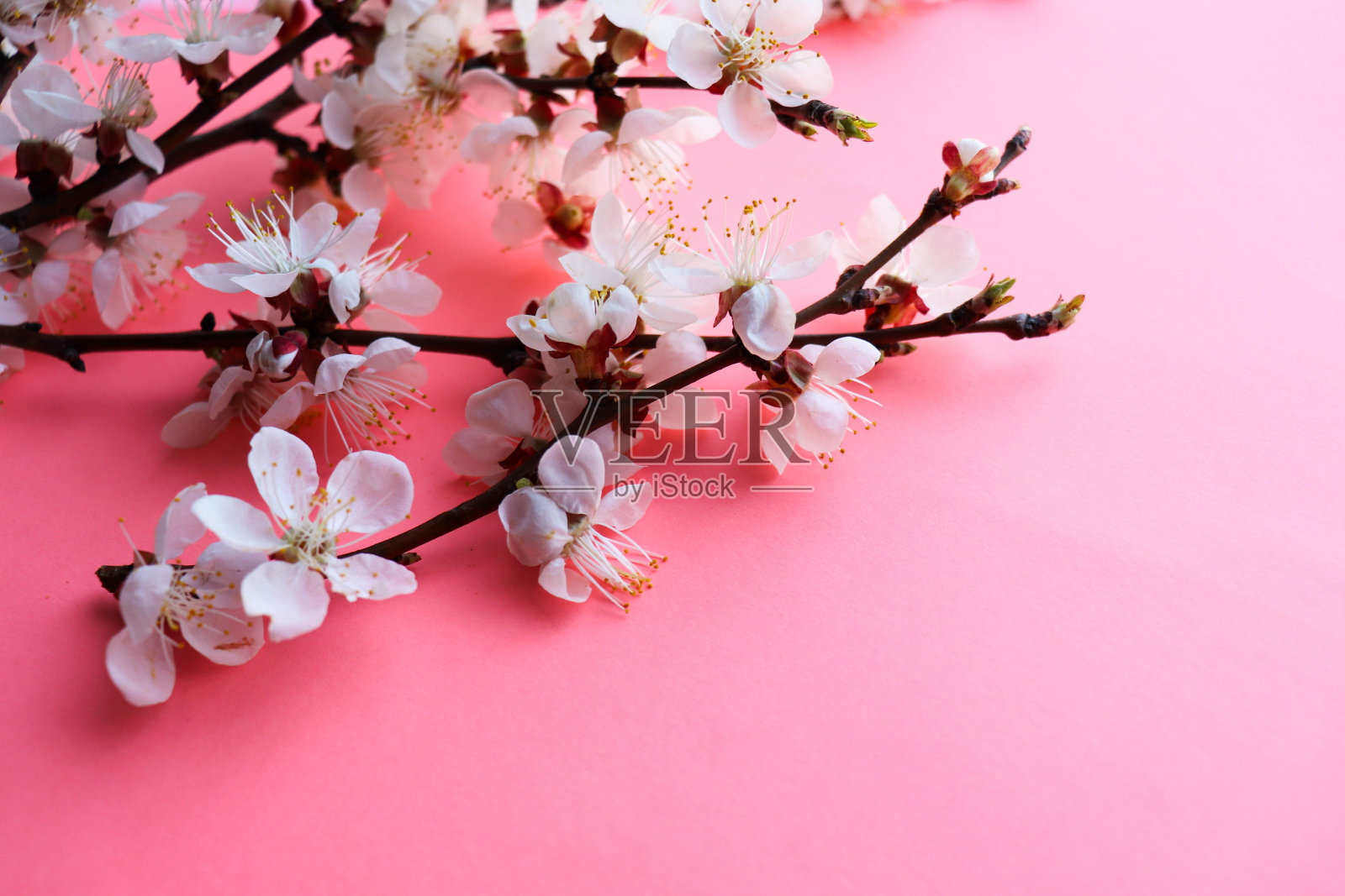 春季明信片的模型。盛开的樱花枝和放置文字的地方。祝贺。邀请照片摄影图片