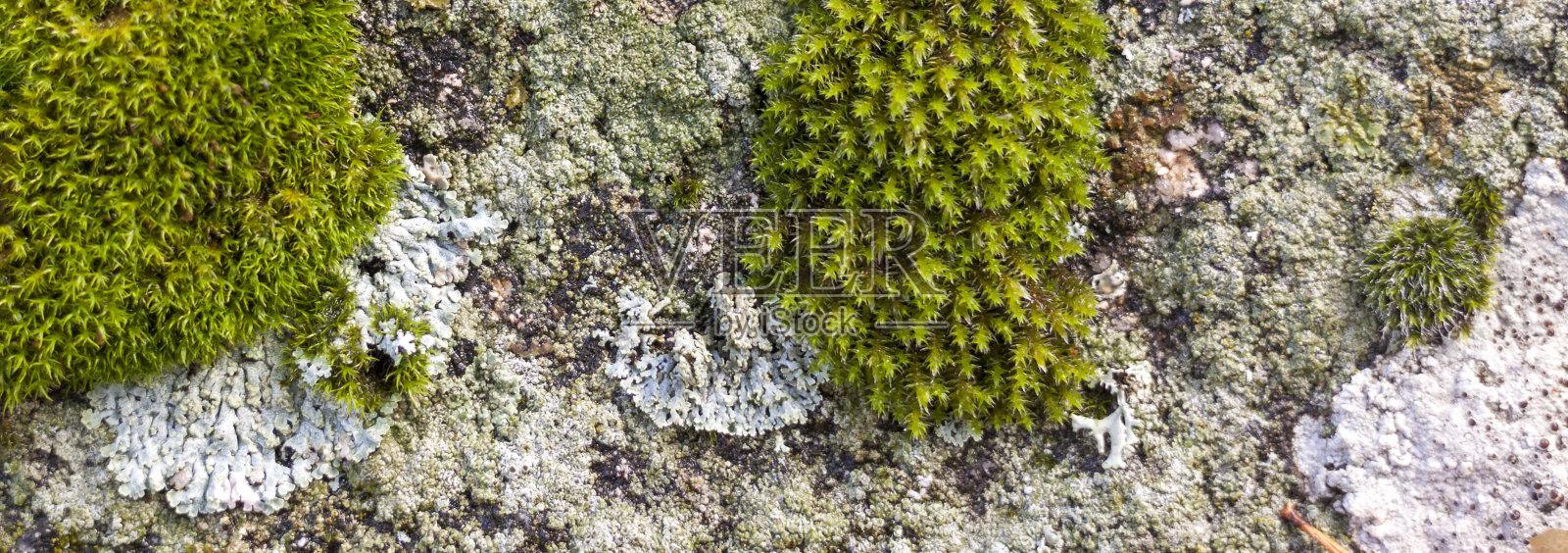 石头背景与苔藓和地衣照片摄影图片