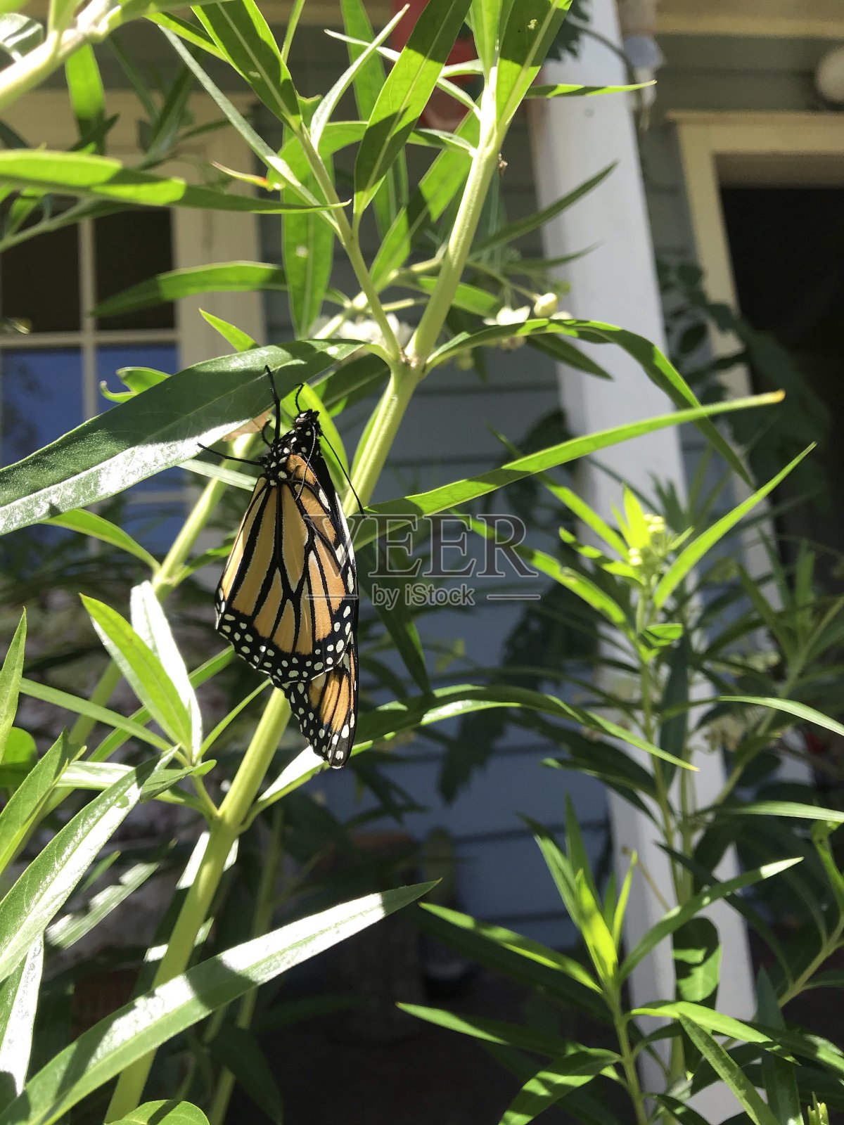 黑脉金斑蝶茧照片摄影图片