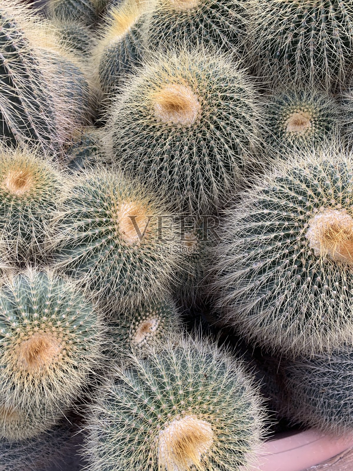 仙人掌是花瓶照片摄影图片