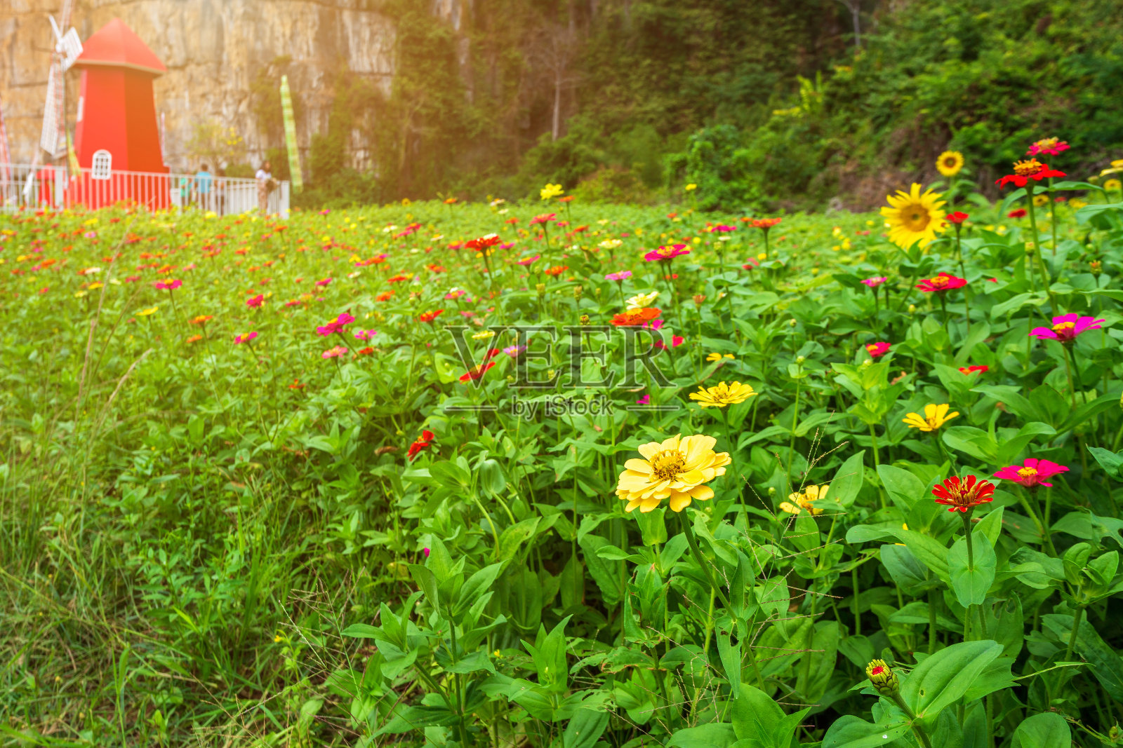 在泰国Noen Maprang Phitsaunlok的花园里，常见的百日草(优雅的百日草)与绿色的叶子背景美丽。照片摄影图片