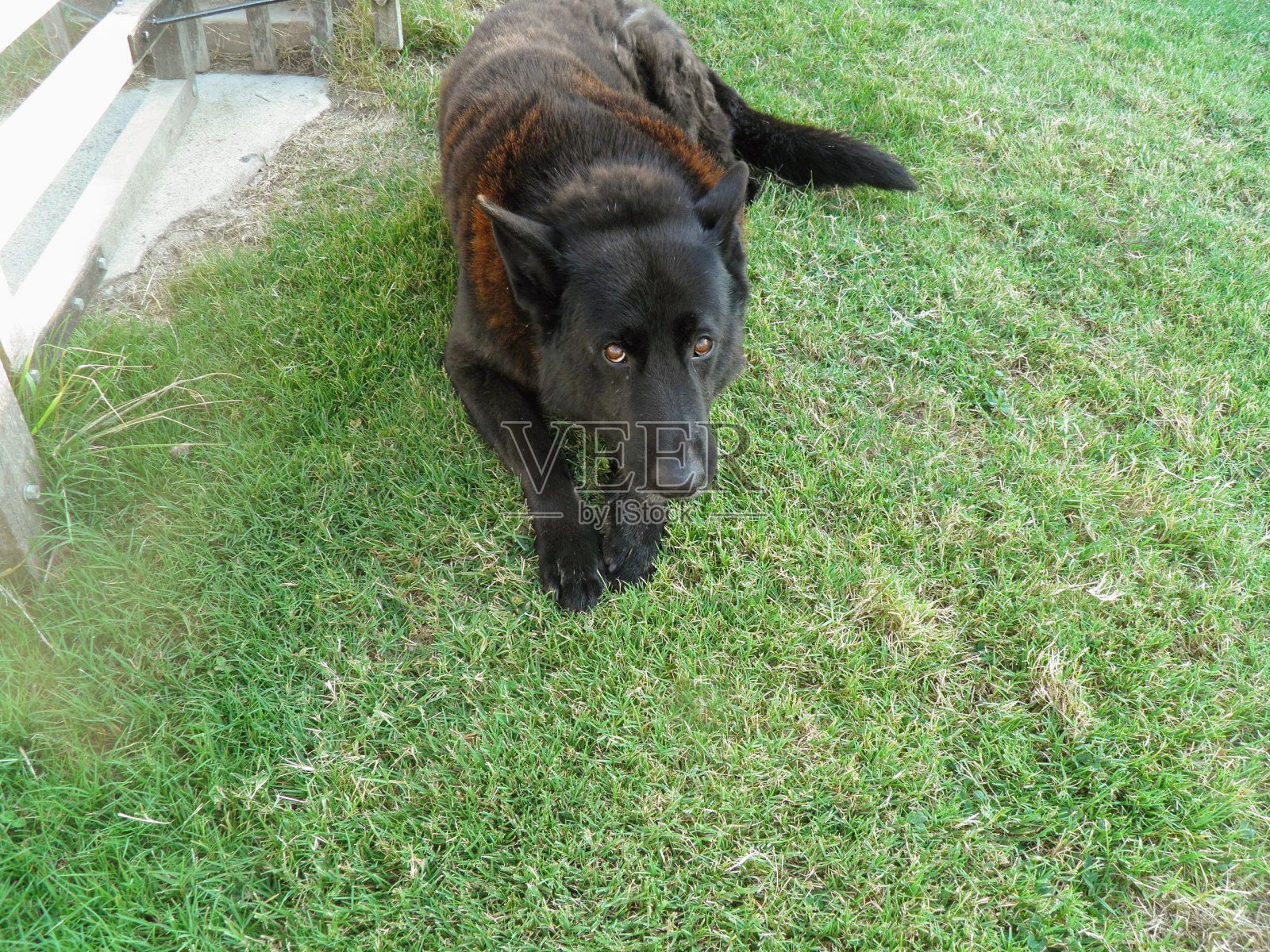 德国牧羊犬照片摄影图片