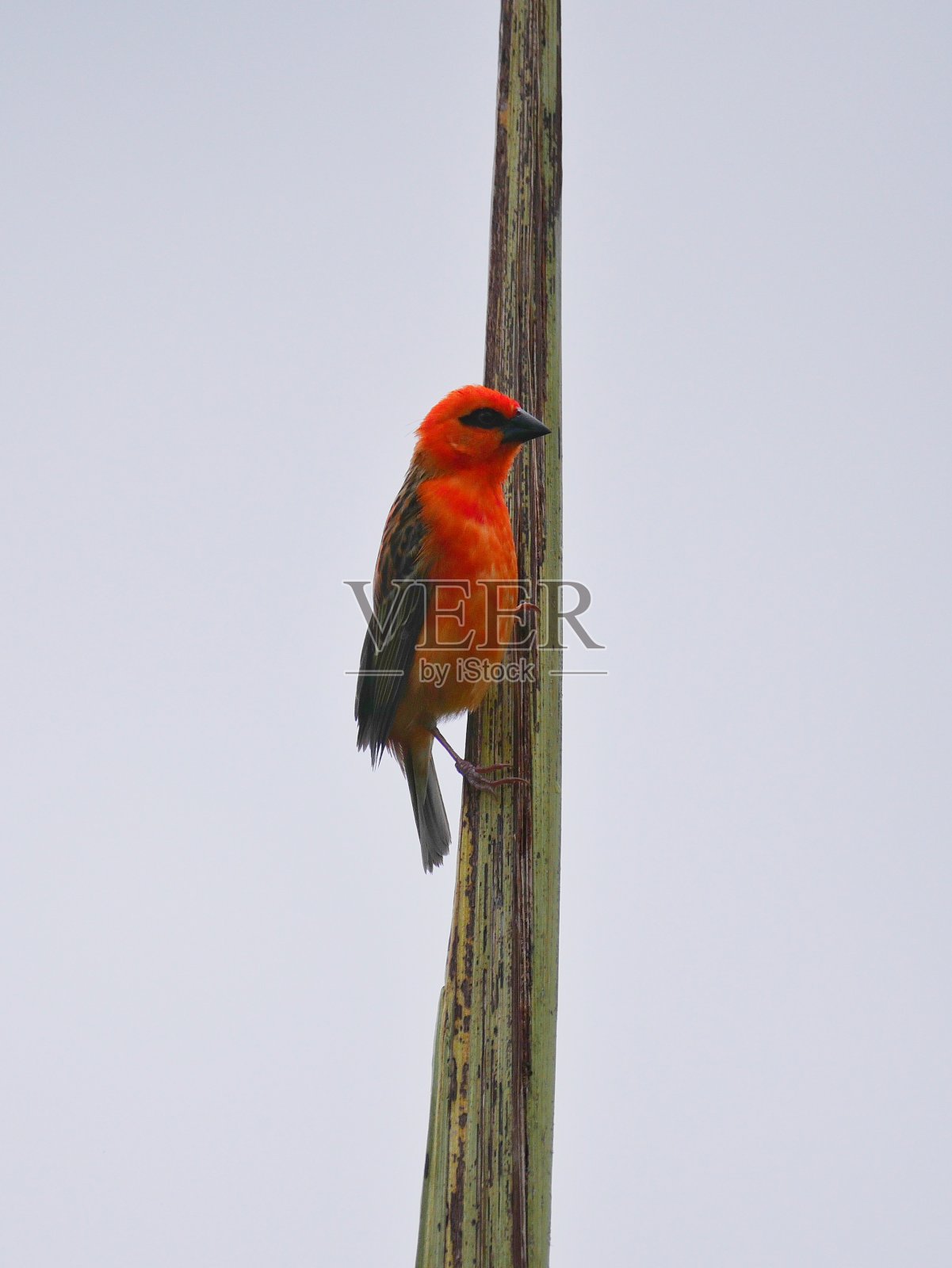 红福迪鸟垂直栖息在棕榈树上照片摄影图片