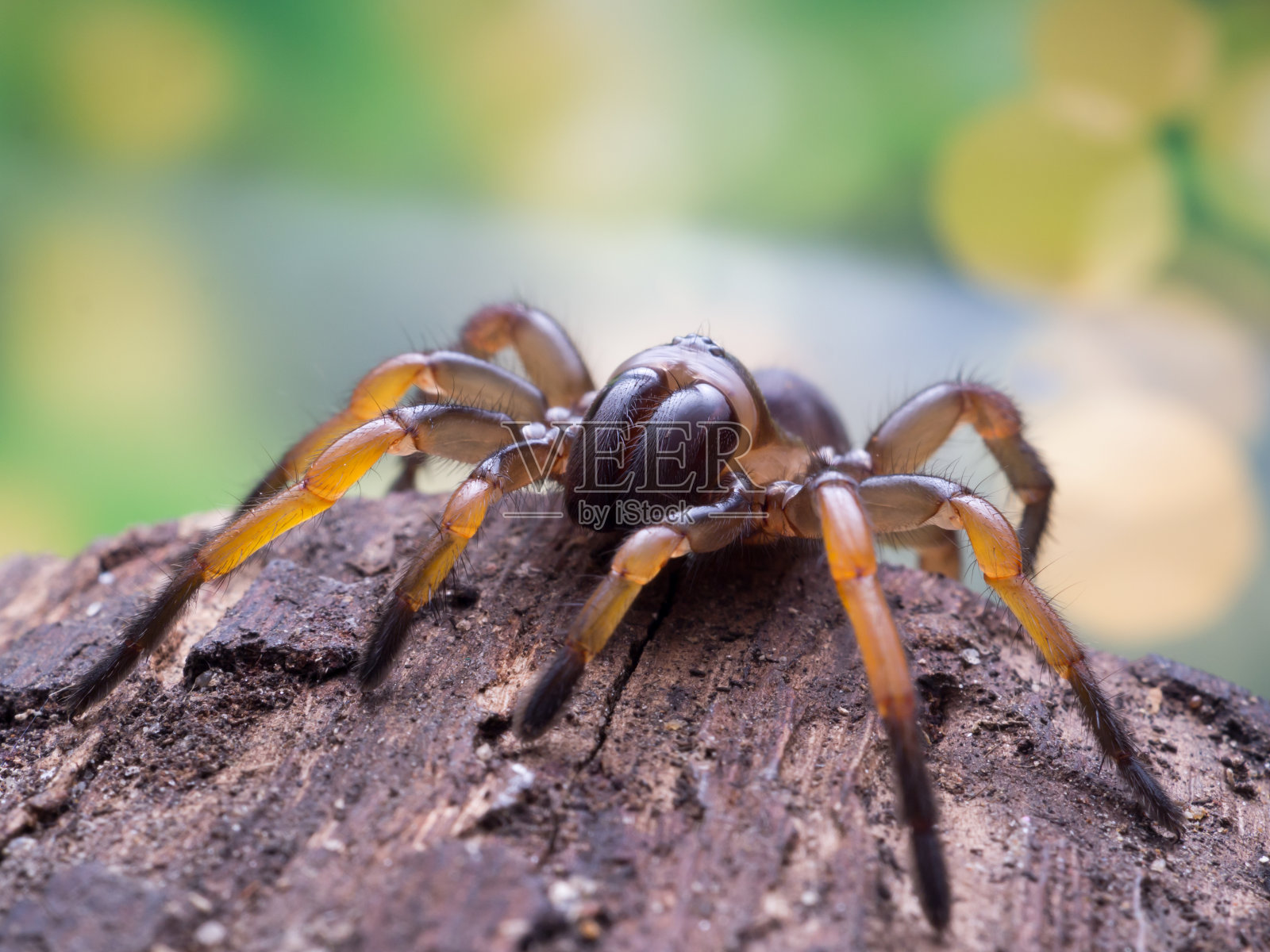 宏蜘蛛散景背景照片摄影图片