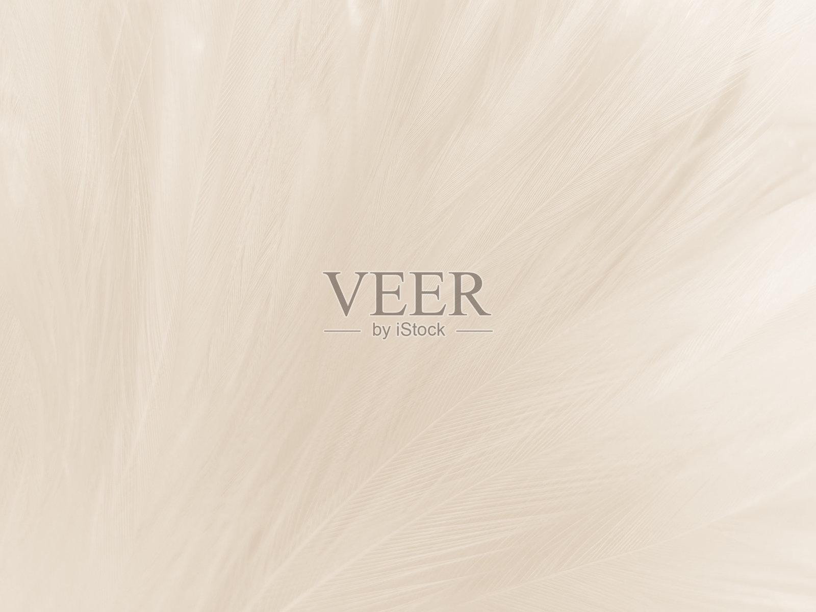 美丽抽象的灰色羽毛在白色的背景和柔软的白色羽毛纹理在白色的图案和棕色的背景，白色的纹理墙纸，爱情主题，情人节照片摄影图片