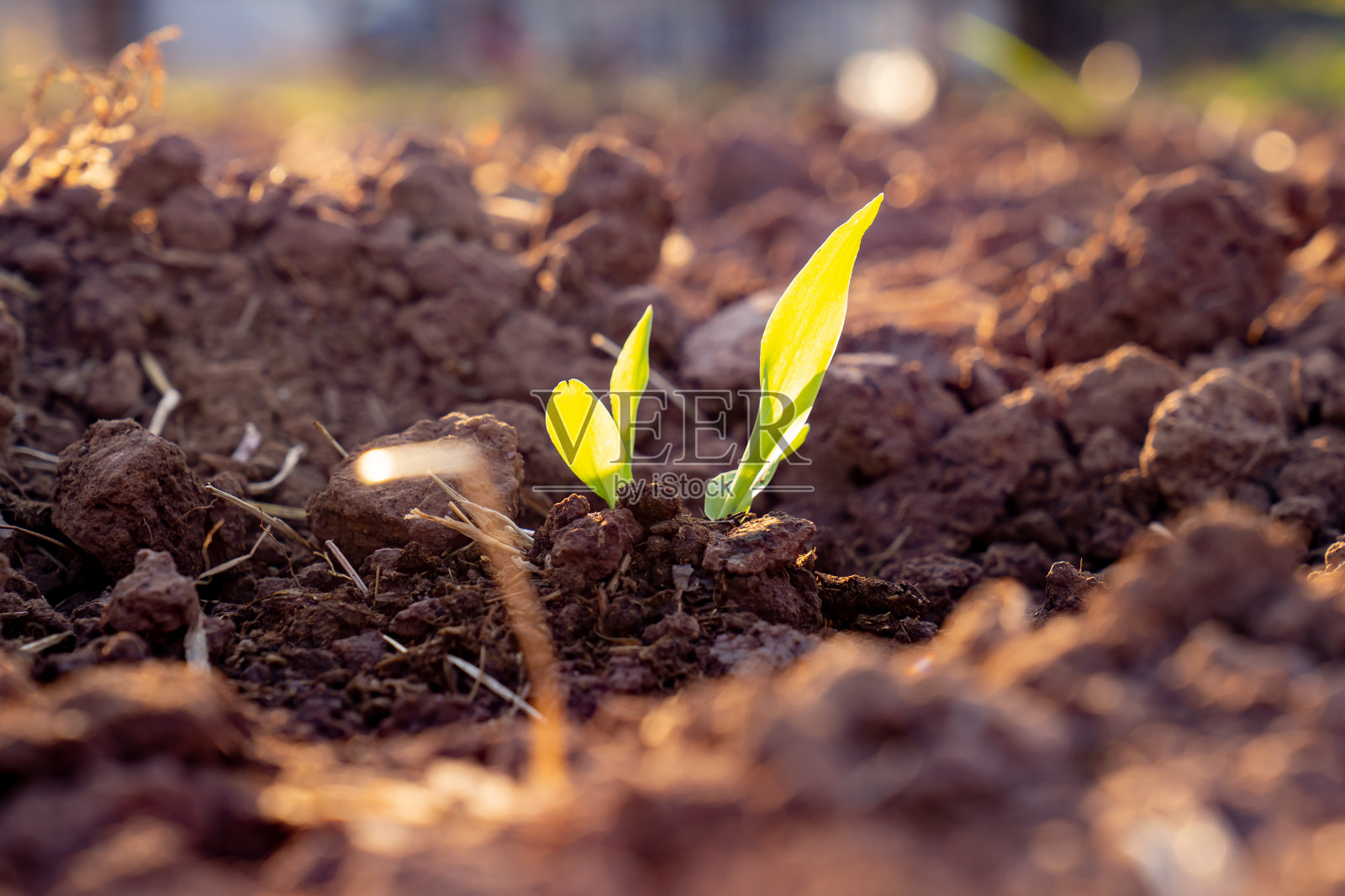 农村有机农业土壤中播种玉米种植照片摄影图片