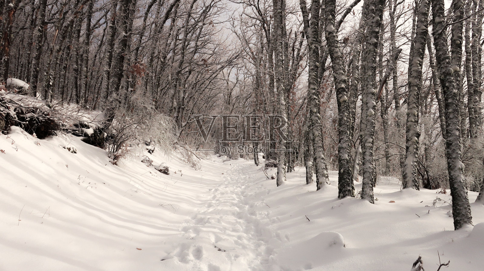 白雪皑皑的橡树照片摄影图片