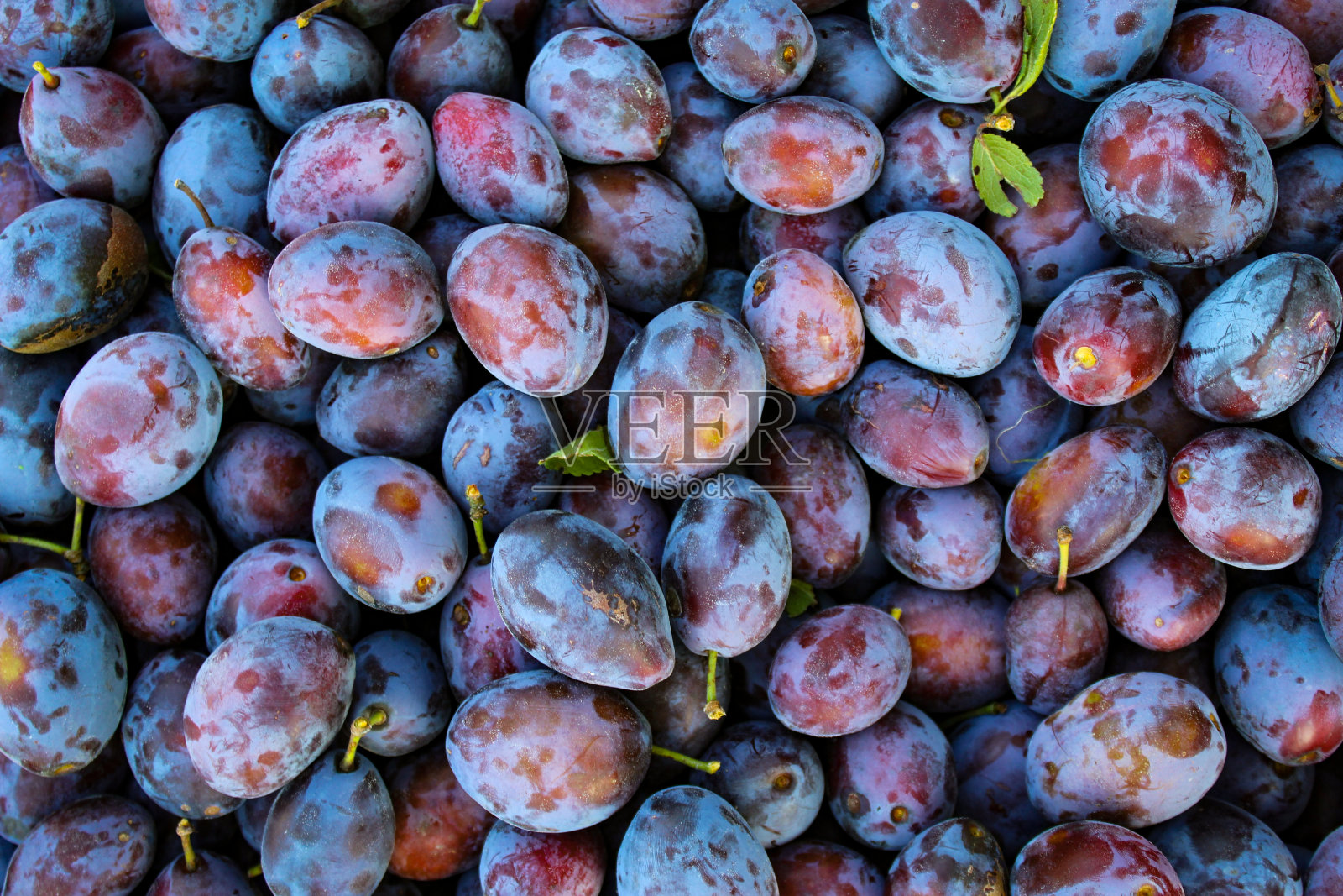 成熟的李子。有几片叶子的李子。新鲜李子的特写，俯视图。微距照片食物水果李子。鲜蓝李子的纹理背景。水果产品形象。法国西梅。照片摄影图片