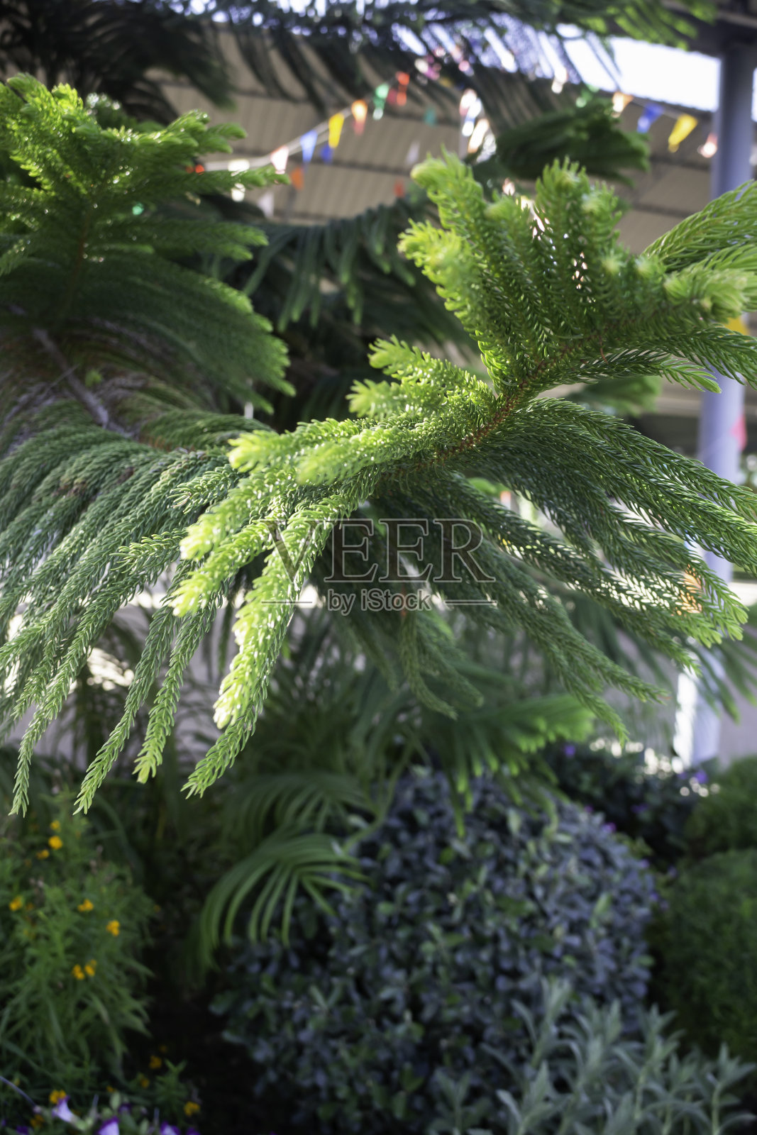 圣诞快乐，常青树背景照片摄影图片