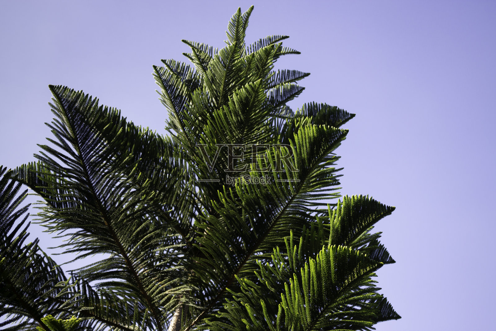 圣诞快乐，常青树背景照片摄影图片