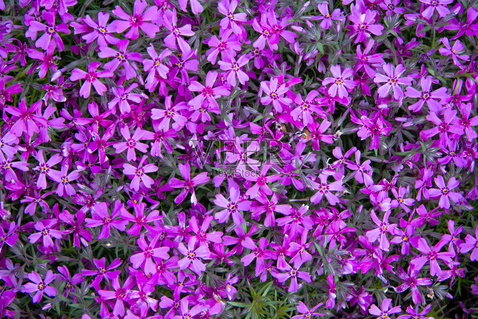 春天的花园里开着许多粉红色的小夹竹桃花。明亮光滑美丽的背景照片摄影图片