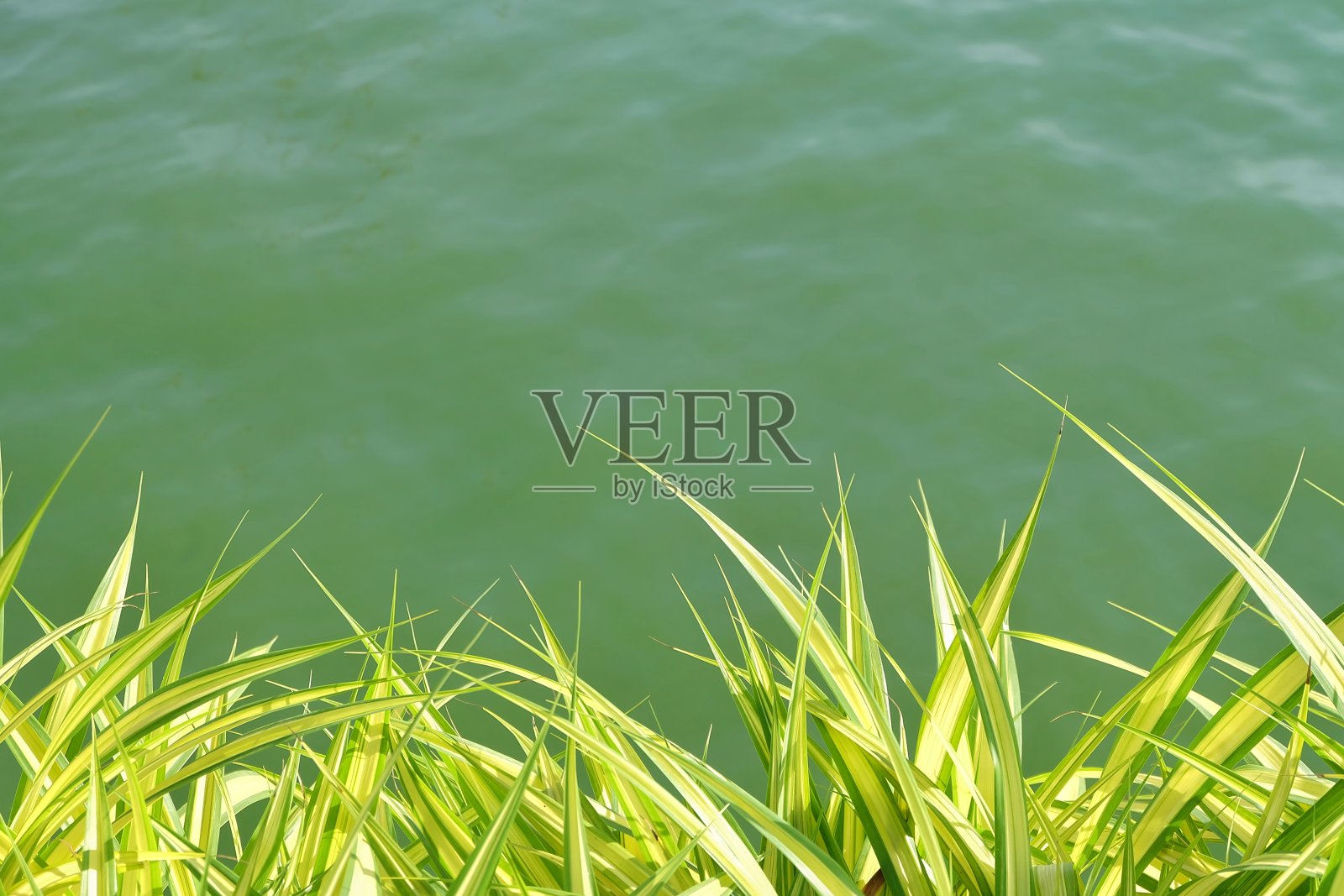 热带植物生长在绿水和阳光的湖边照片摄影图片