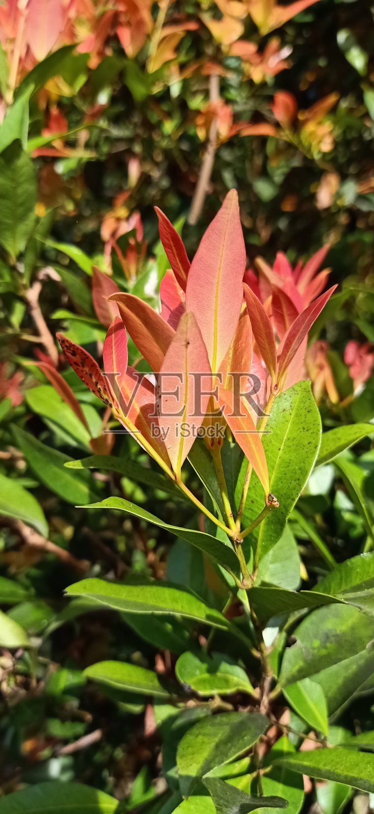 莉莉有绒毛的照片摄影图片