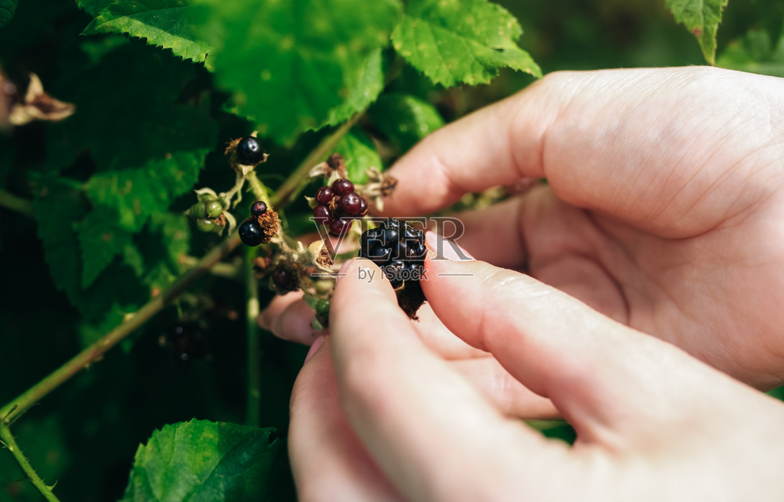 女孩正在拿起黑莓手机。森林中的生态浆果。健康食品。照片摄影图片