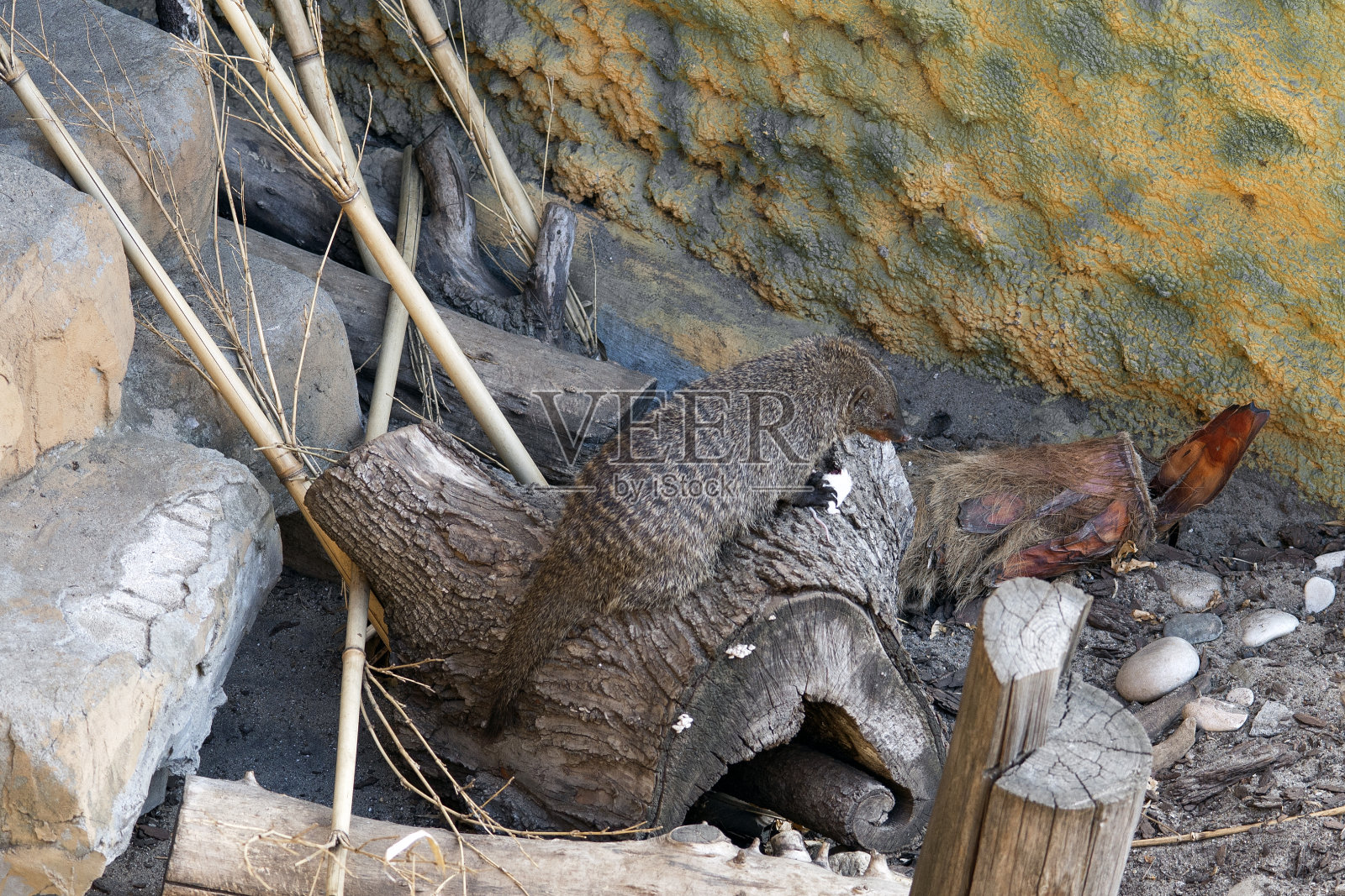 猫鼬照片摄影图片