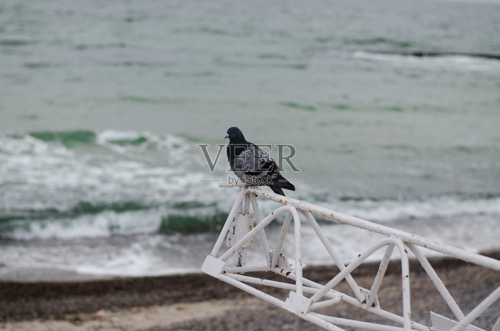 鸽子坐在篱笆上。海鸟。小鸟在海边。海滩。照片摄影图片