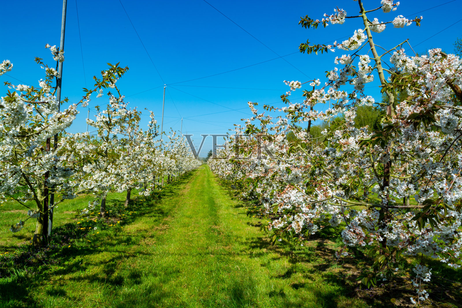 荷兰贝图韦农场的果园里，一排排酸樱桃树在春天开着白花照片摄影图片
