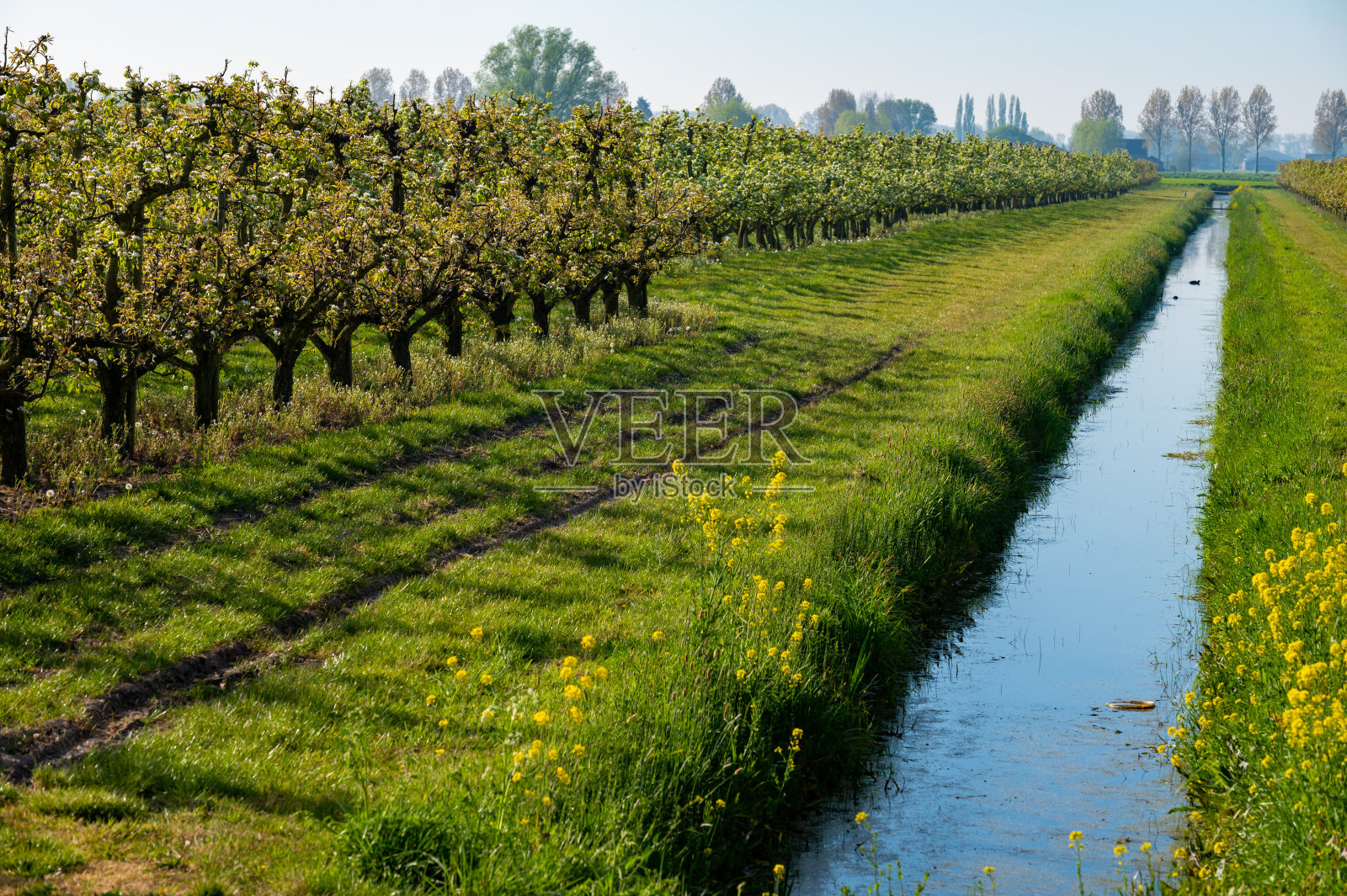在荷兰贝图维的农场果园里，一排排的梨树和梨树在春天开着白花照片摄影图片