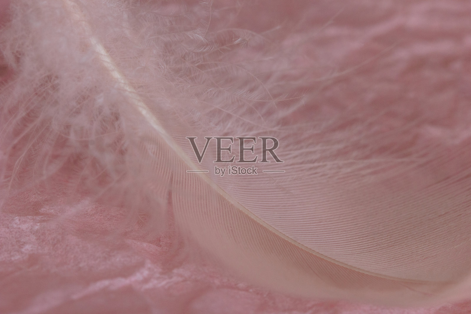 美丽的粉红色鸟羽毛的特写照片摄影图片