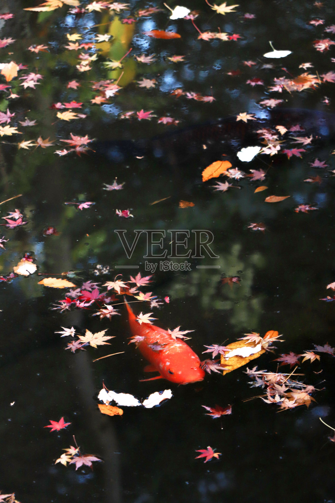 锦鲤(日本红鲤鱼)在池塘里游泳照片摄影图片