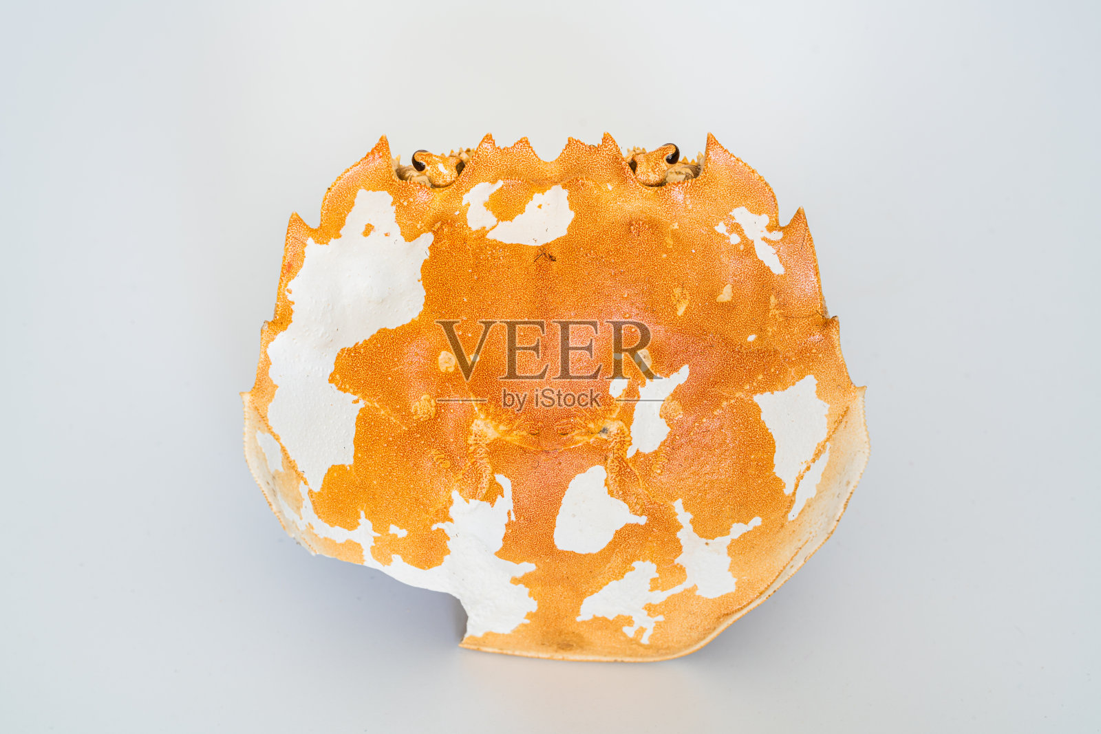 白色背景上的蟹壳照片摄影图片