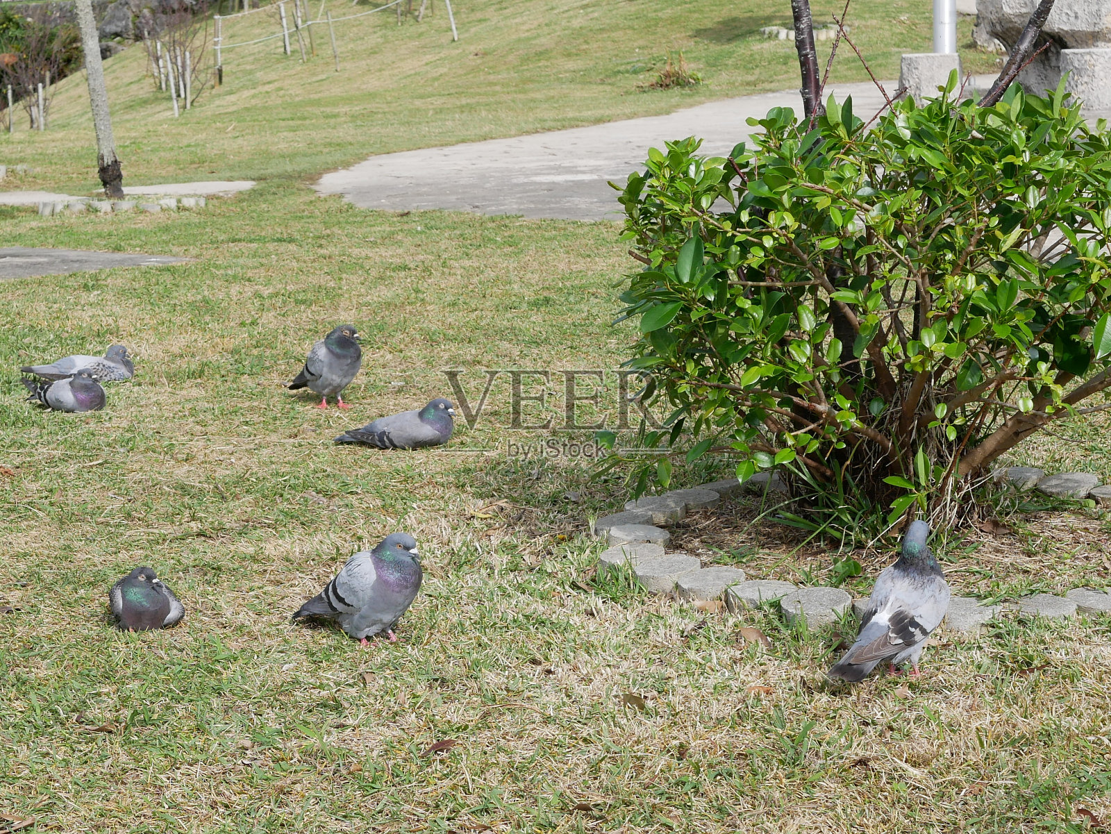 7只鸽子坠落照片摄影图片