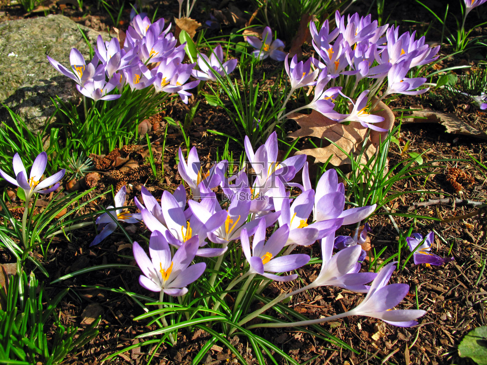 番红花(苏格兰番红花)照片摄影图片