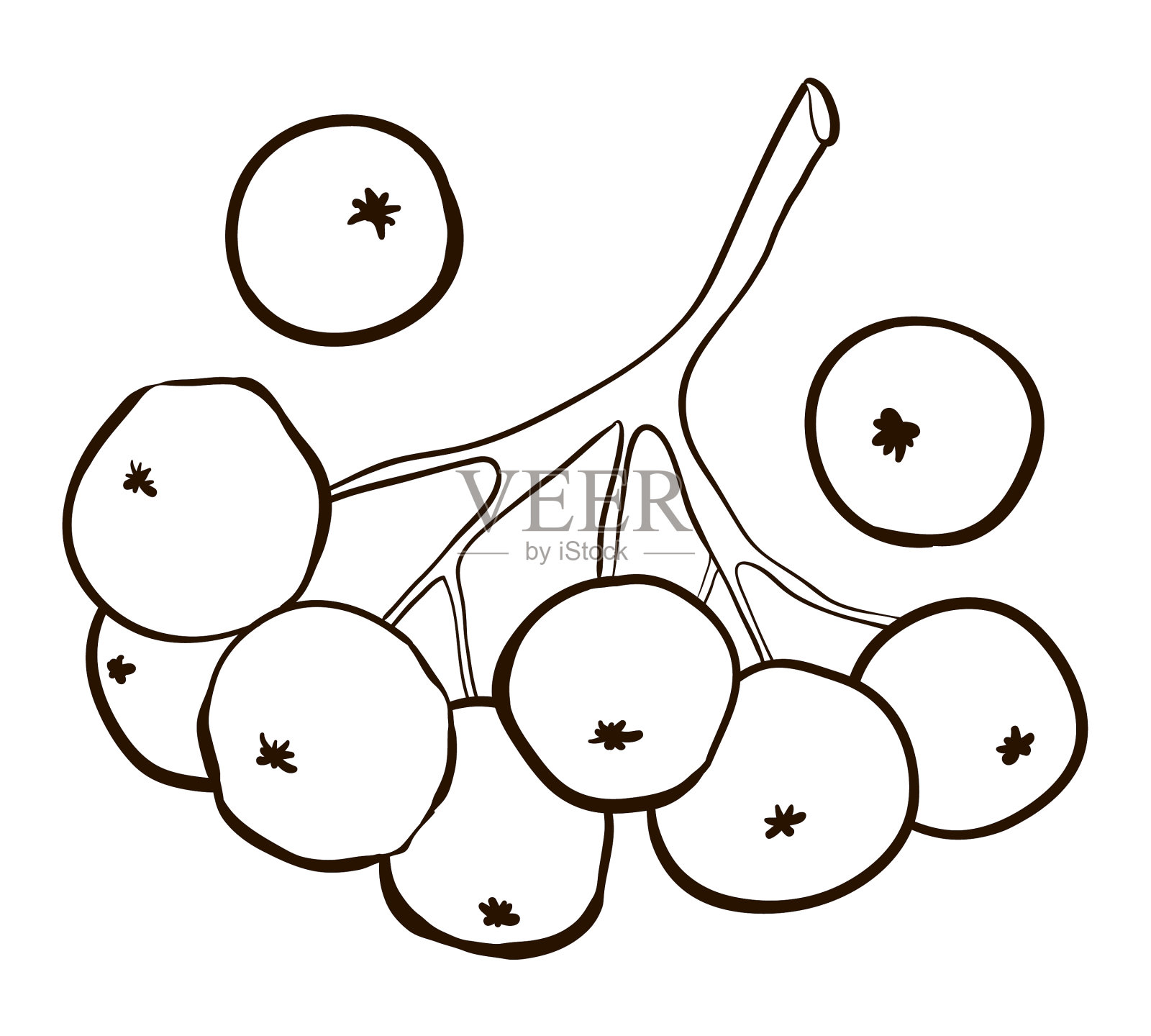 树枝和浆果rowan着色页插画图片素材