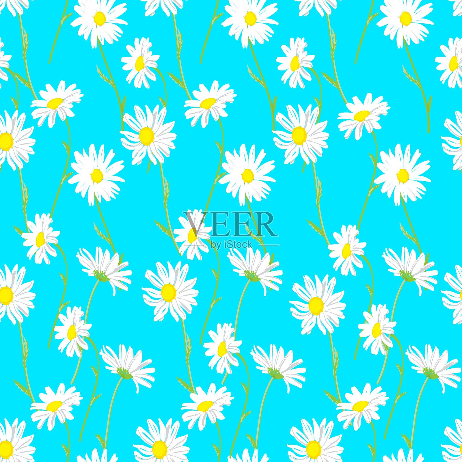 蓝色背景上的洋甘菊花插画图片素材