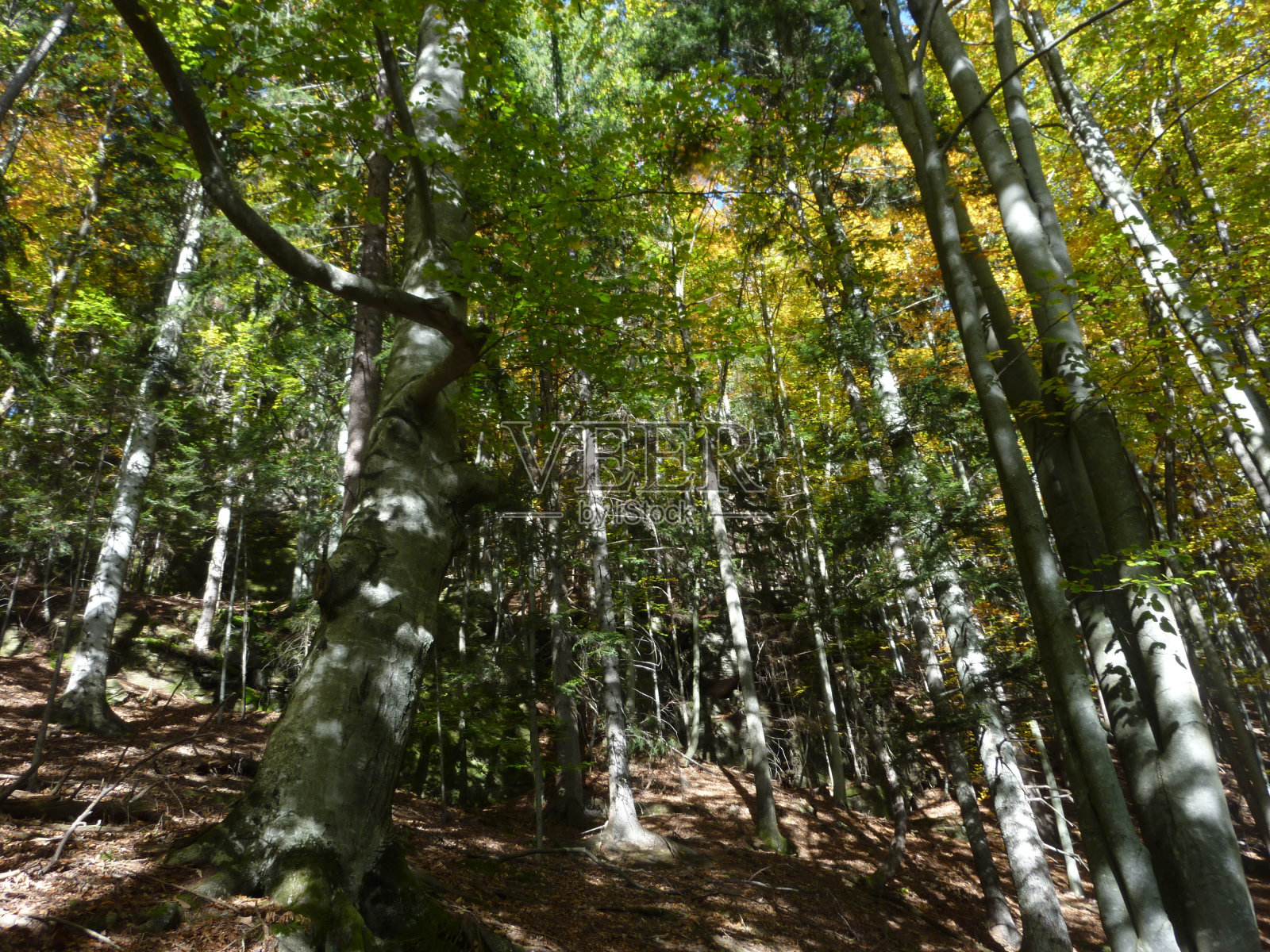秋日阳光明媚的山毛榉林中照片摄影图片