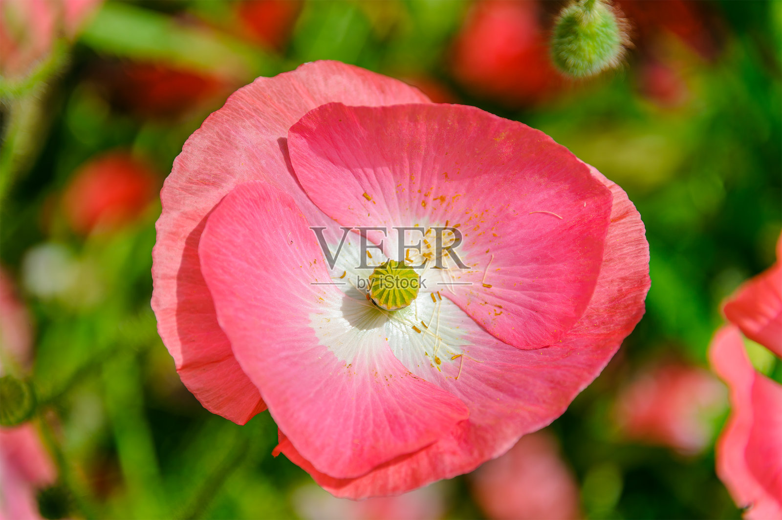 冰岛纸罂粟花。照片摄影图片