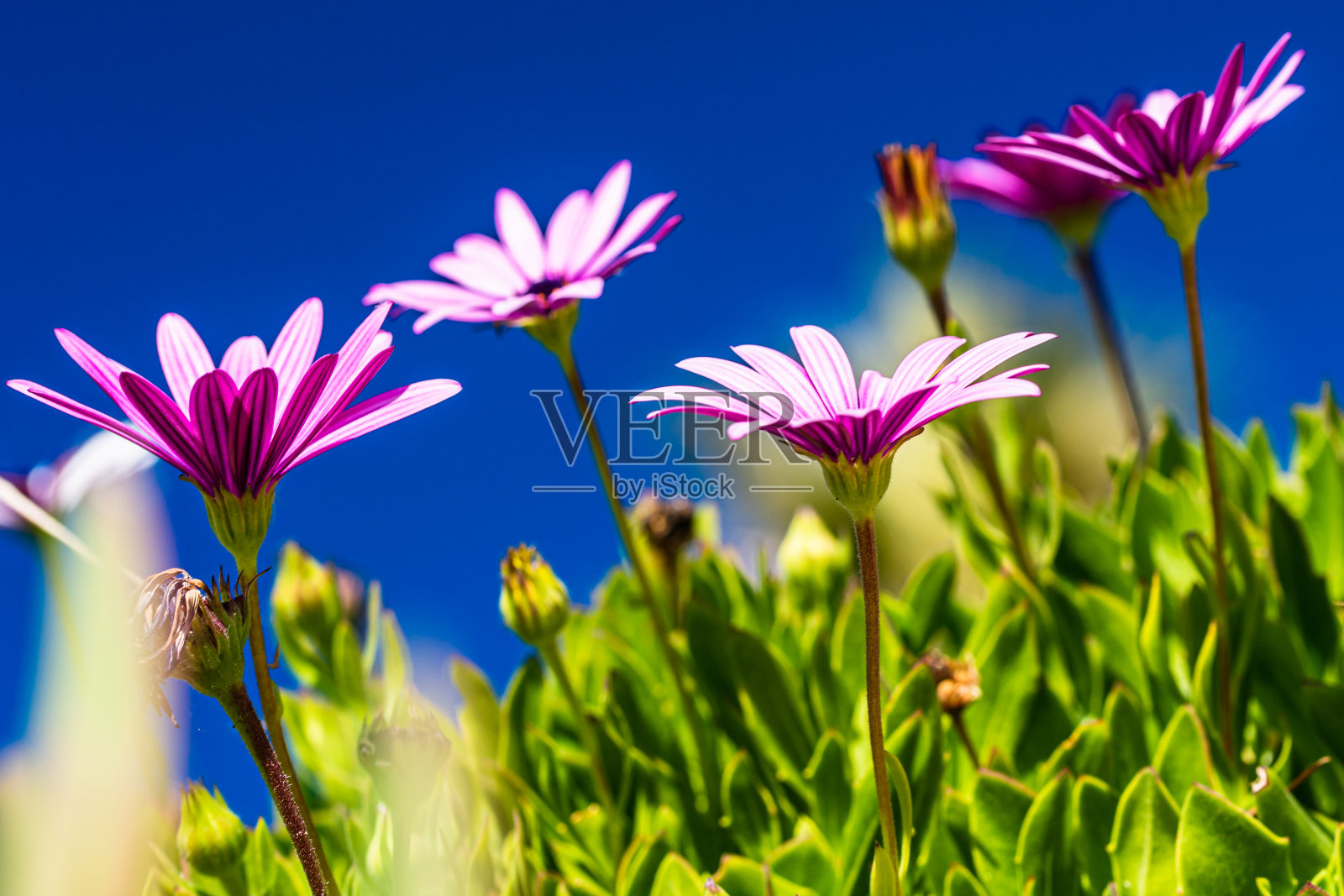 粉红色的非洲雏菊和天空照片摄影图片