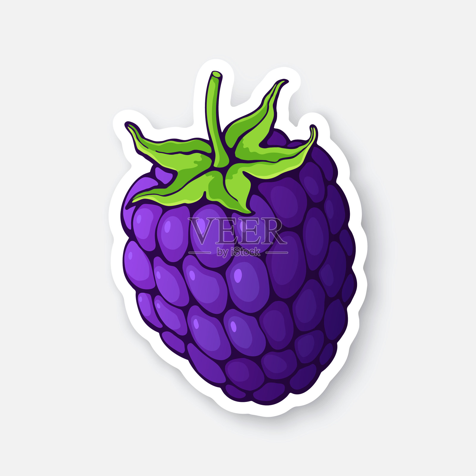 黑莓果与茎素食插画图片素材