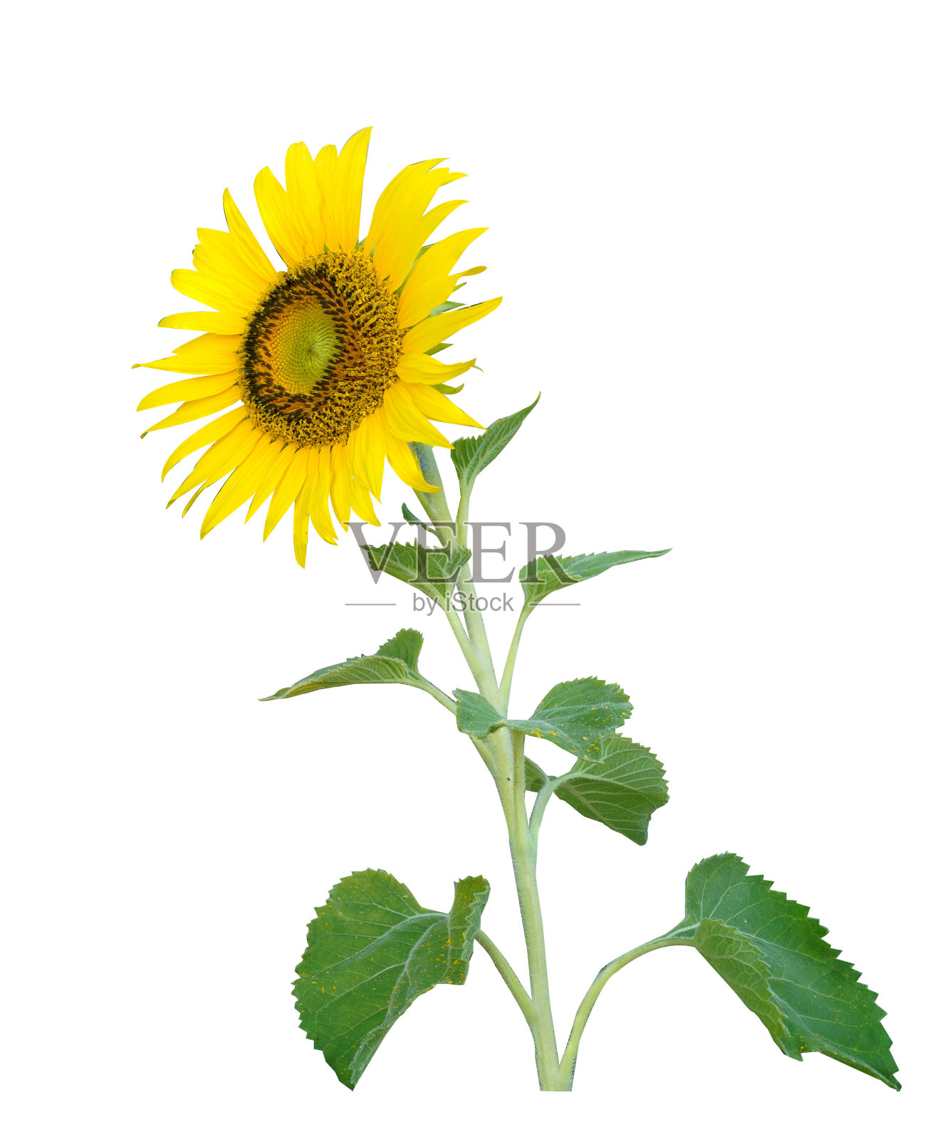 美丽的向日葵孤立在白色背景与复制空间和剪切路径。照片摄影图片