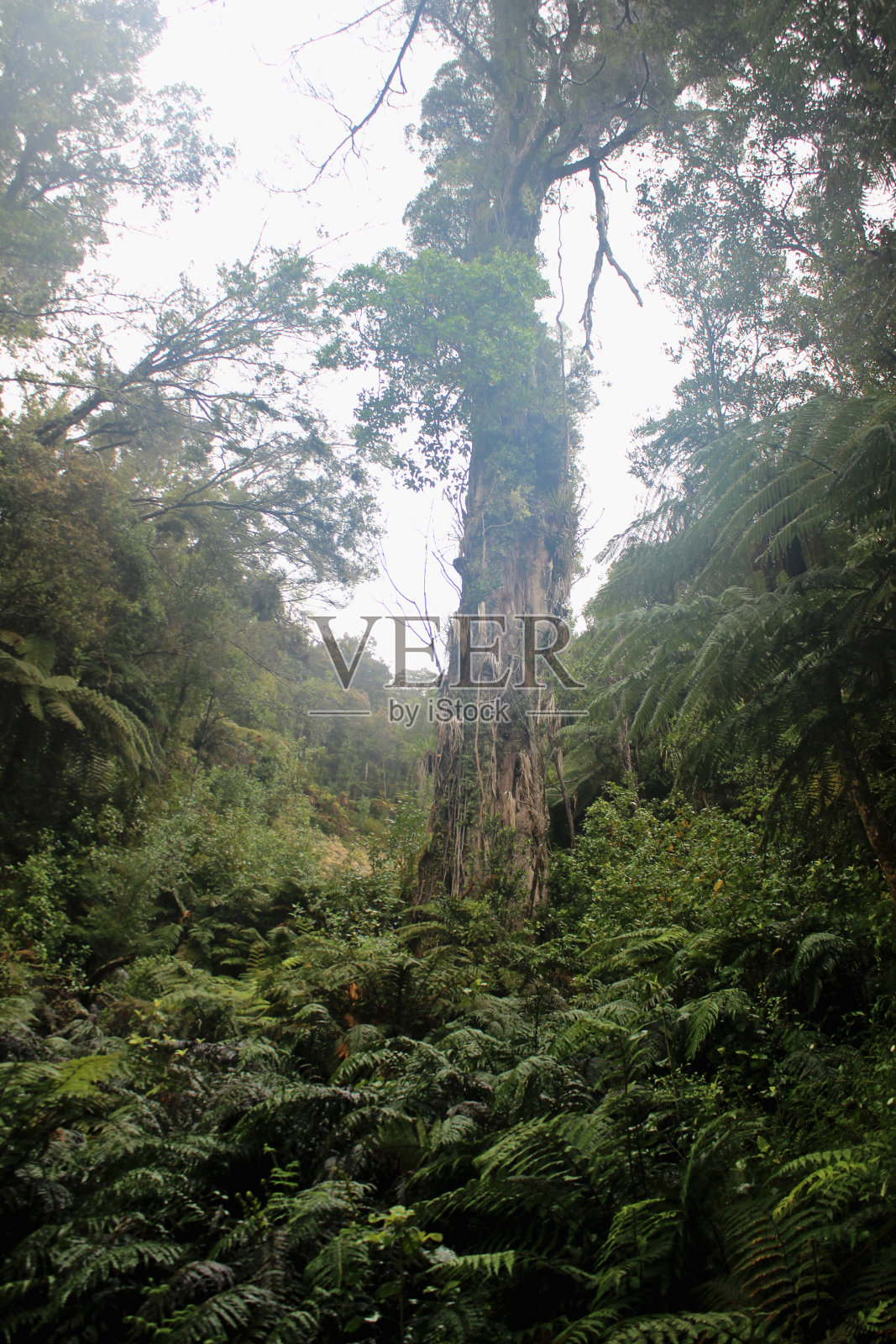 森林守护者照片摄影图片