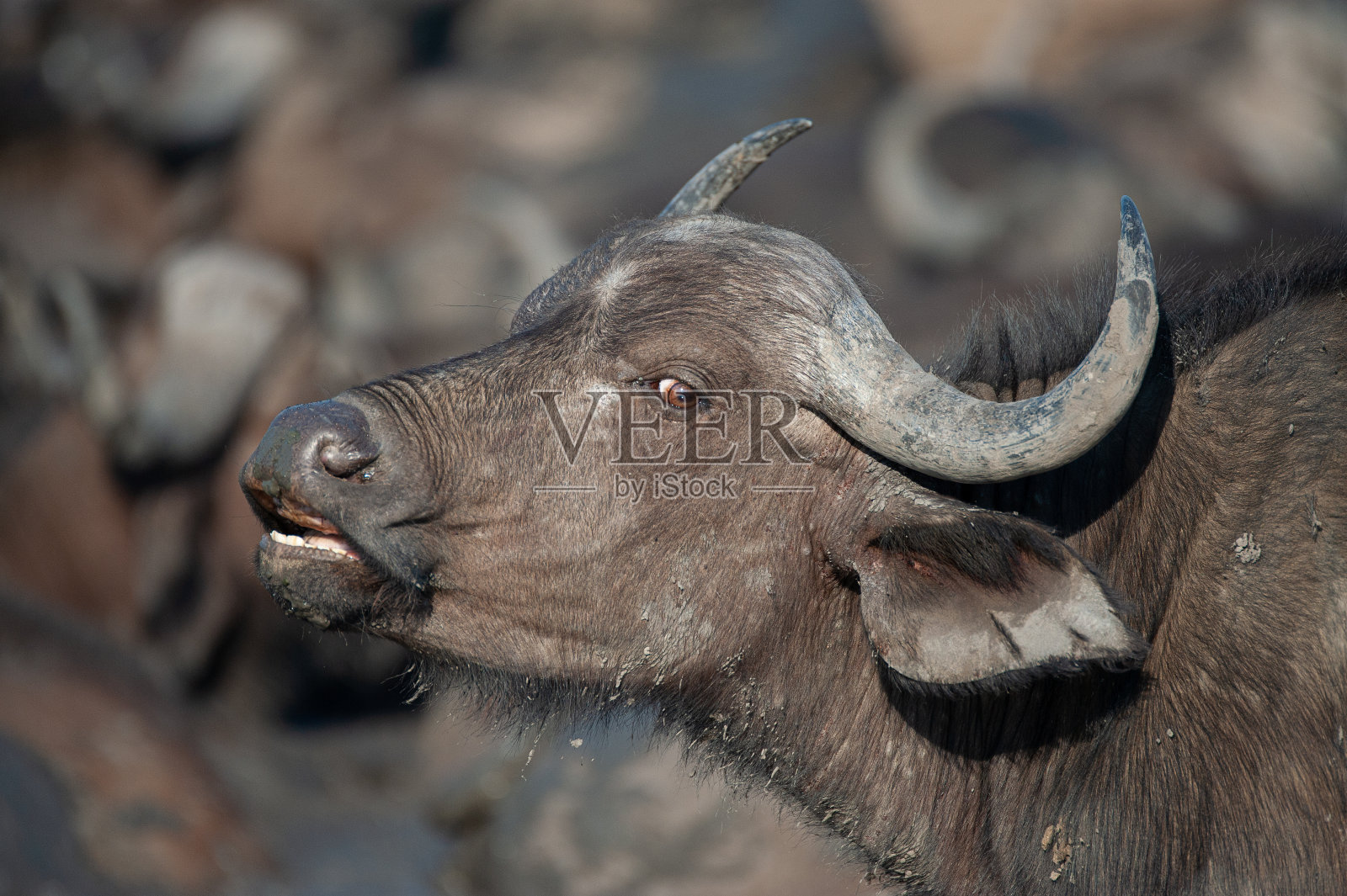 野牛角之旅照片摄影图片