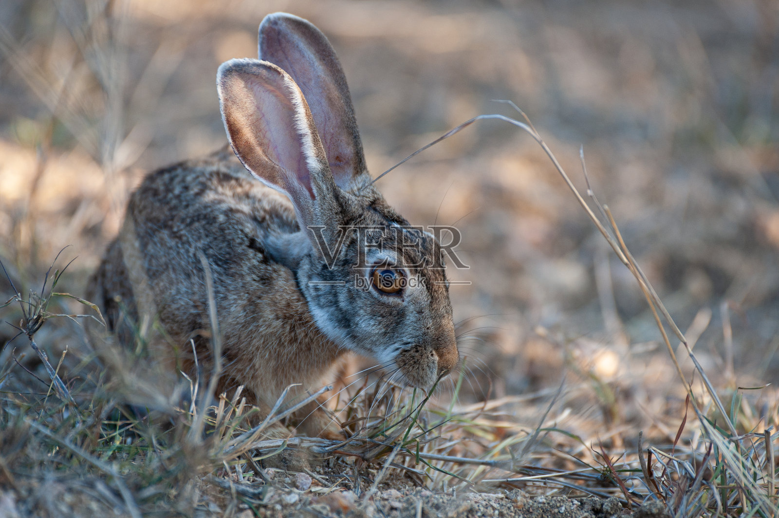 擦洗兔子照片摄影图片