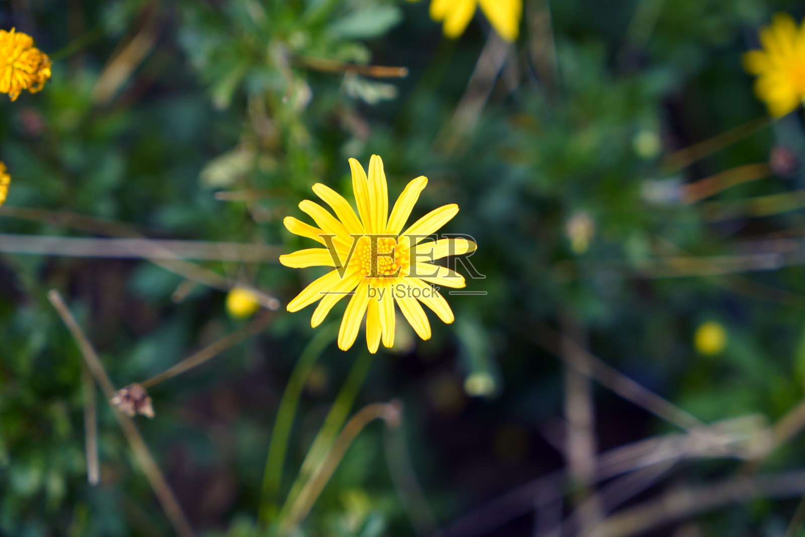 美丽的金色花朵在绿色的草地上。黛西的概念。照片摄影图片