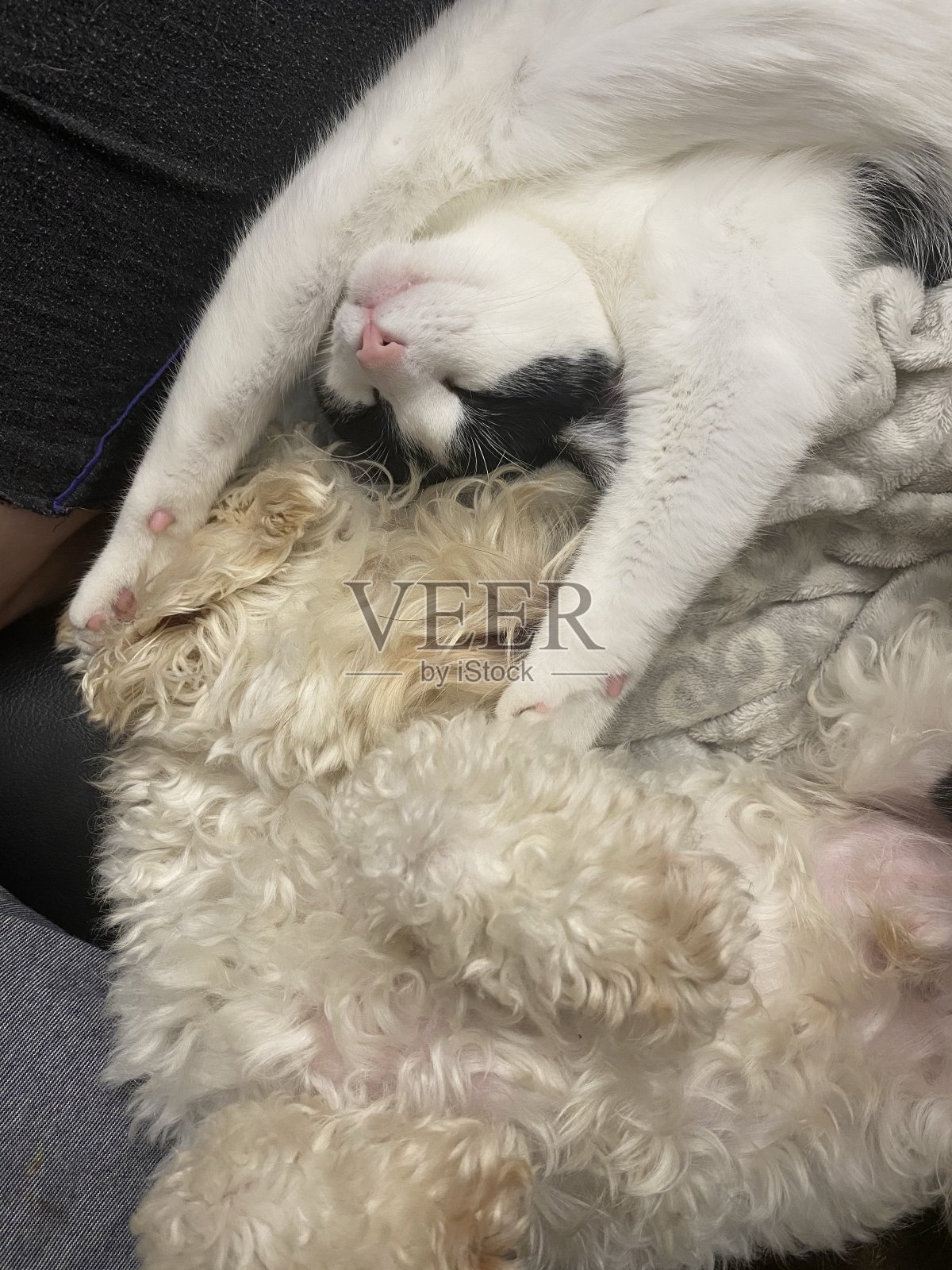 猫和狗拥抱照片摄影图片